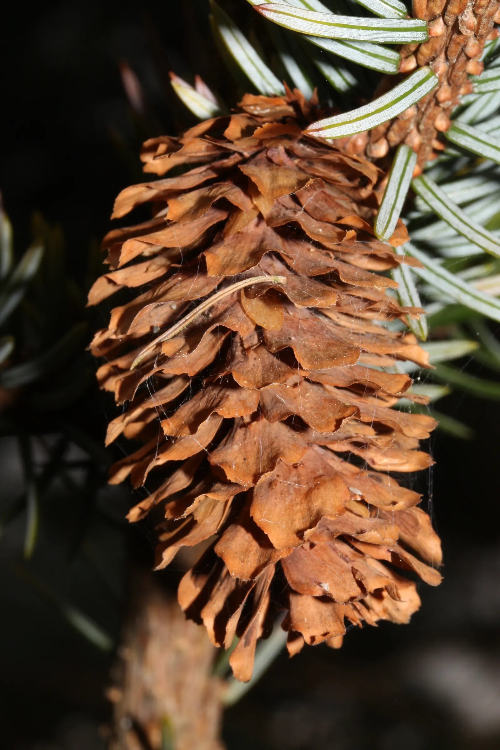 Sitka Spruce (Picea Sitchensis) — it's less so of pollution and urban stress