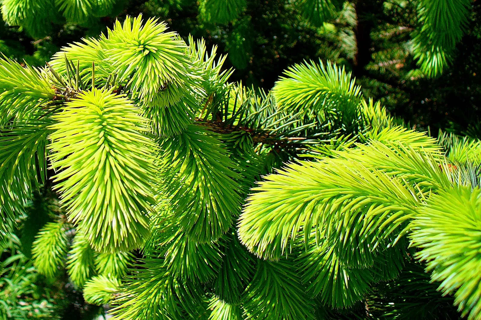 Sitka Spruce (Picea Sitchensis) — ensuring it remains a stunning centerpiece in the landscape for centuries to come; which measure around 1 to 1.5 inches in