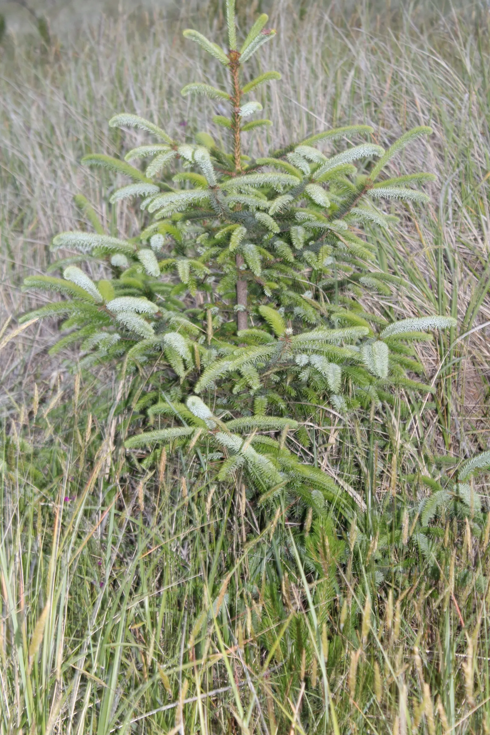 Sitka Spruce (Picea Sitchensis) — Regular watering and mulching will help maintain its vigor; it offers year-round greenery and resilience against wind