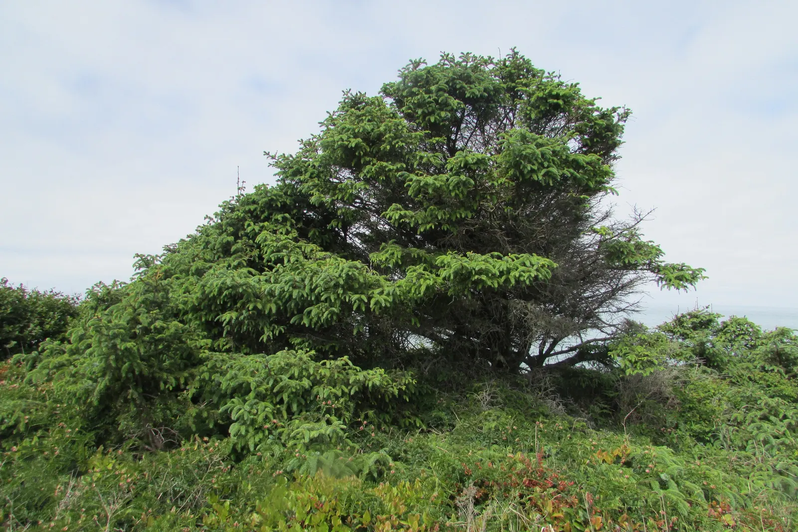 Sitka Spruce (Picea Sitchensis) — it offers year-round greenery and resilience against wind; where it will appreciate full sun to partial shade, image 49