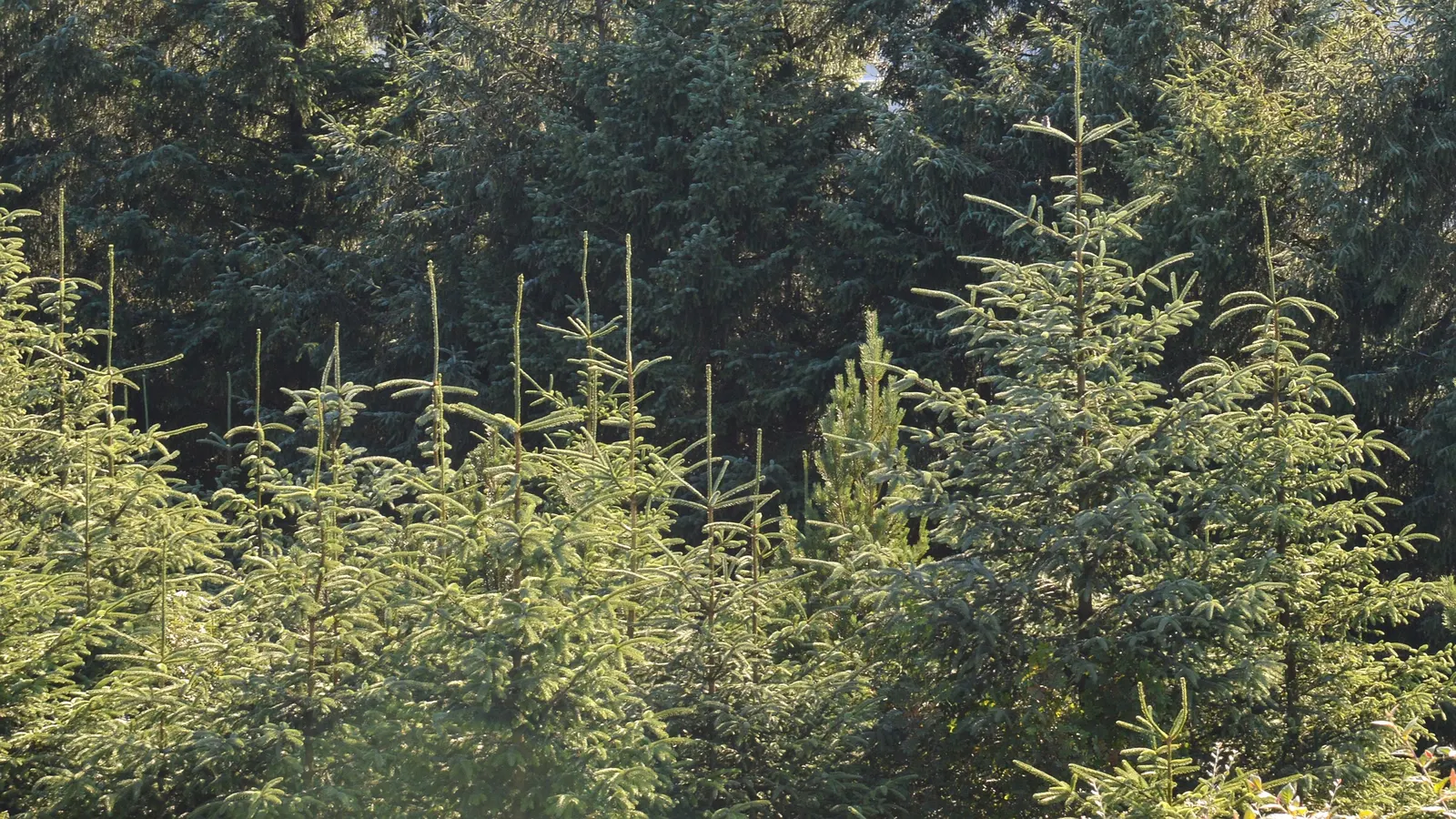 Sitka Spruce (Picea Sitchensis) — it offers year-round greenery and resilience against wind