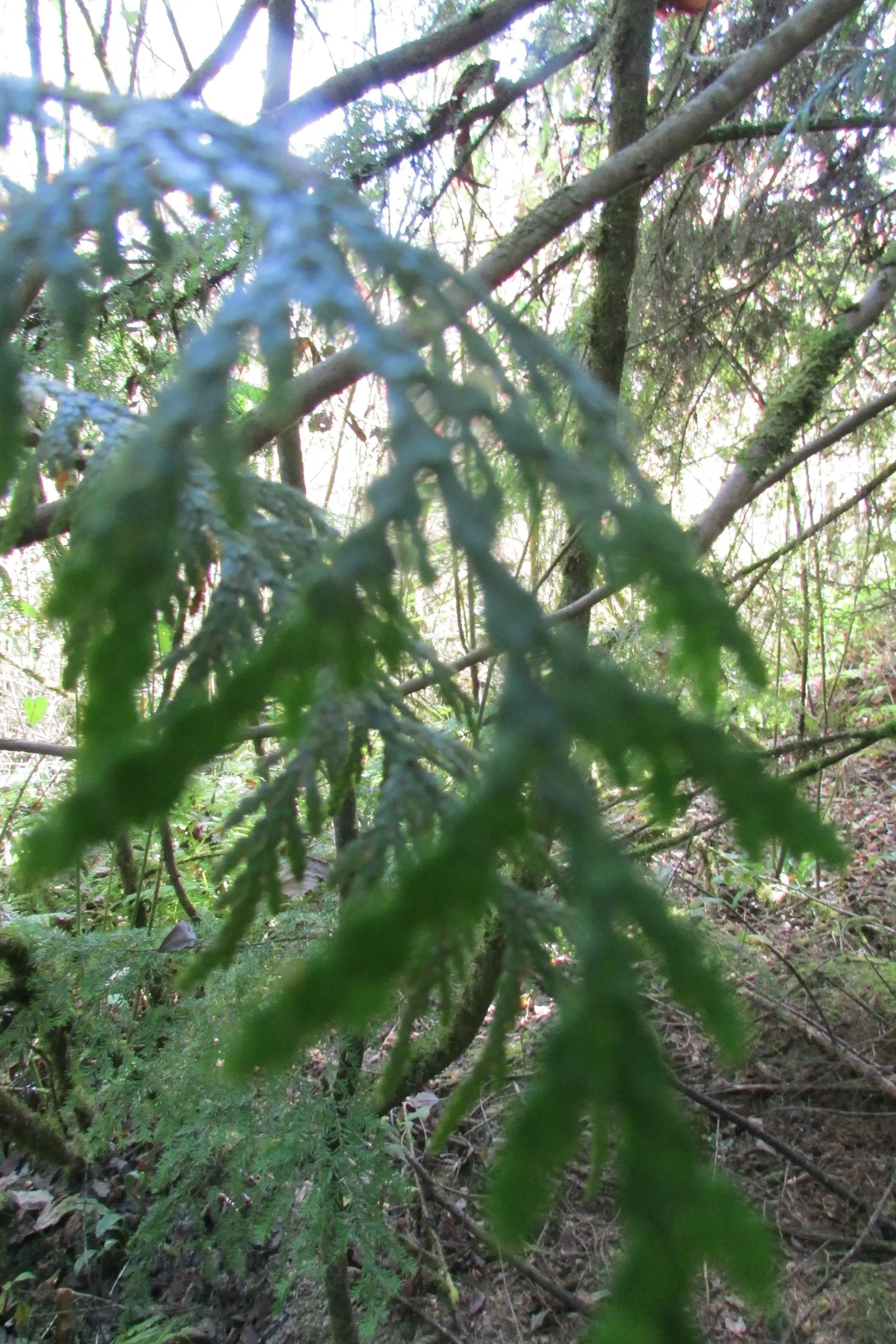 Sitka Spruce (Picea Sitchensis) — Famed for its sharply-pointed; when incorporating the Sitka Spruce into your design