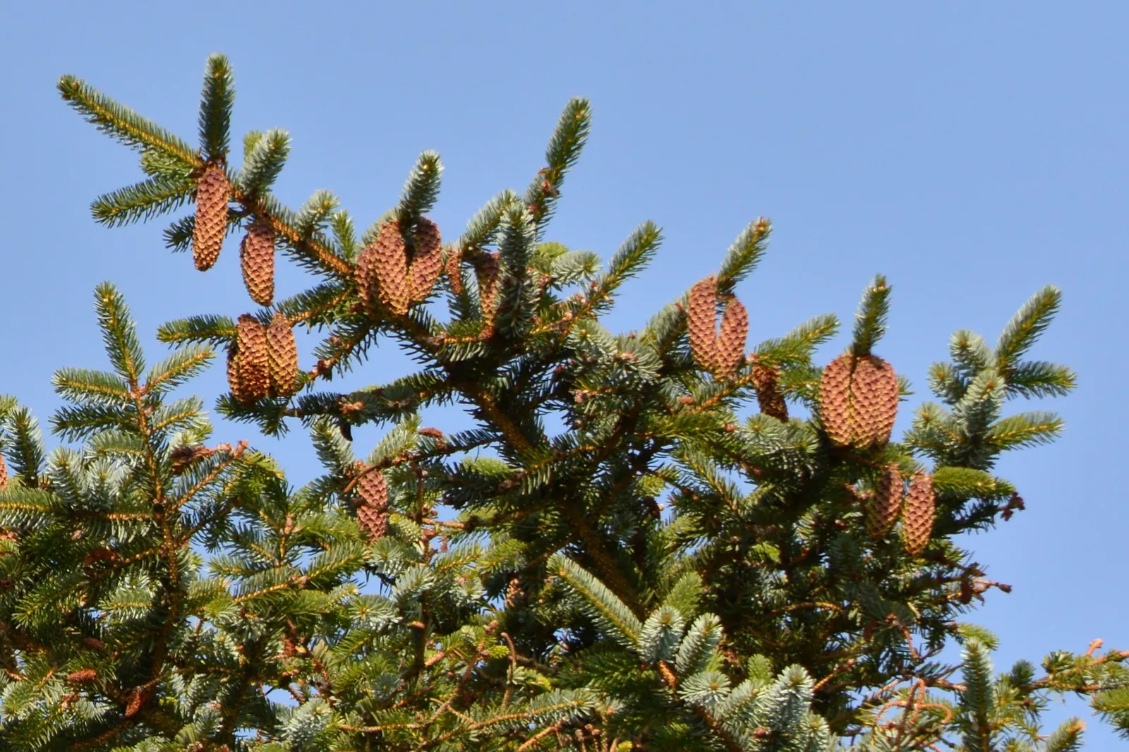 Sitka Spruce (Picea Sitchensis) — Reaching remarkable heights of up to 300 feet, this giant is a true icon in forested landscapes; possesses a conical shape