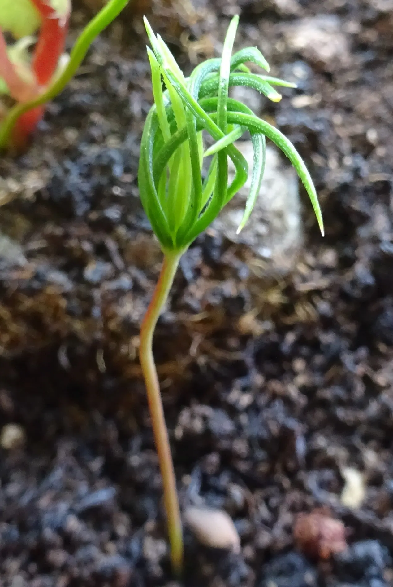 Sitka Spruce (Picea Sitchensis) — achieving about 2 to 3 feet per year
