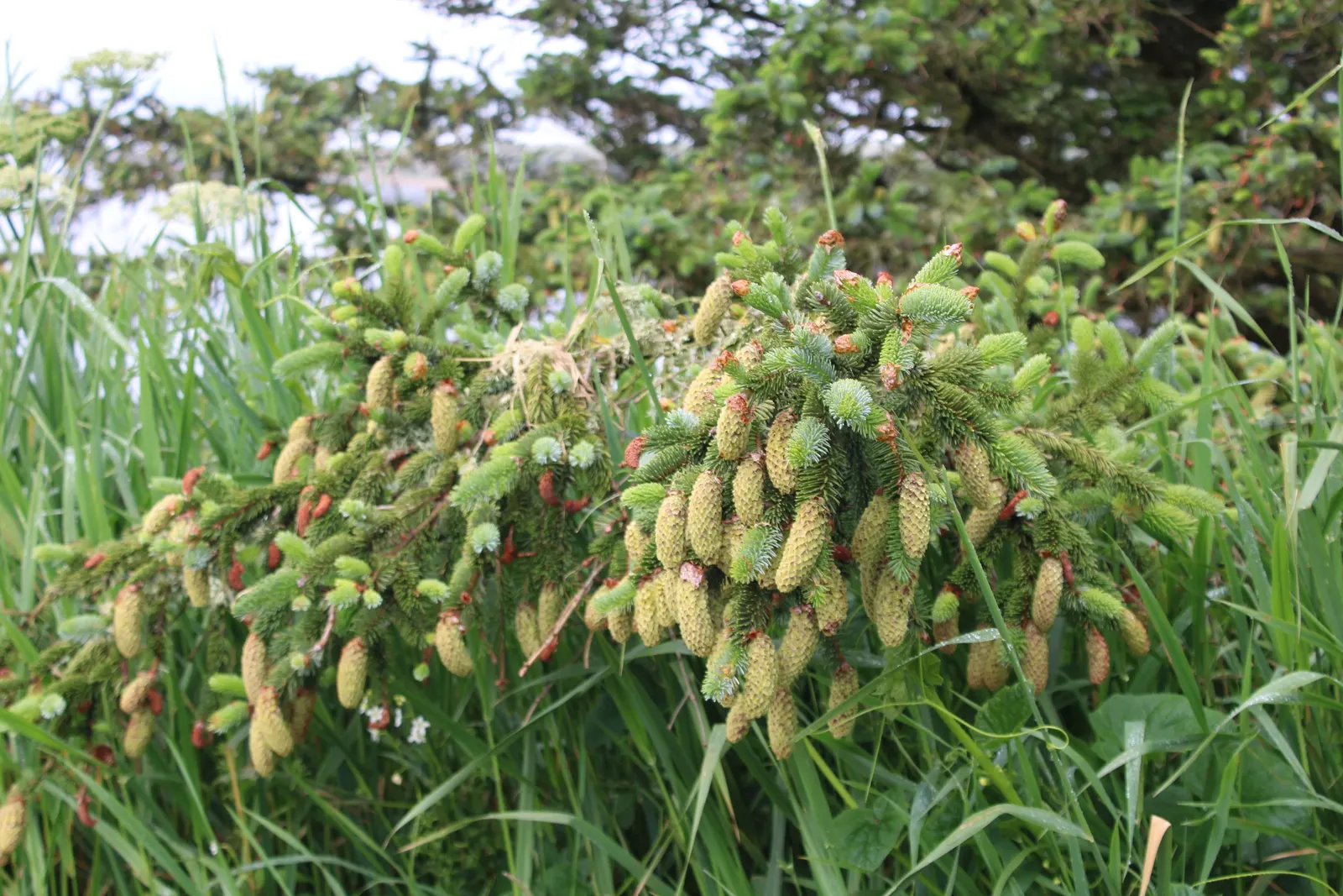 Sitka Spruce (Picea Sitchensis) — When incorporating the Sitka Spruce into your design