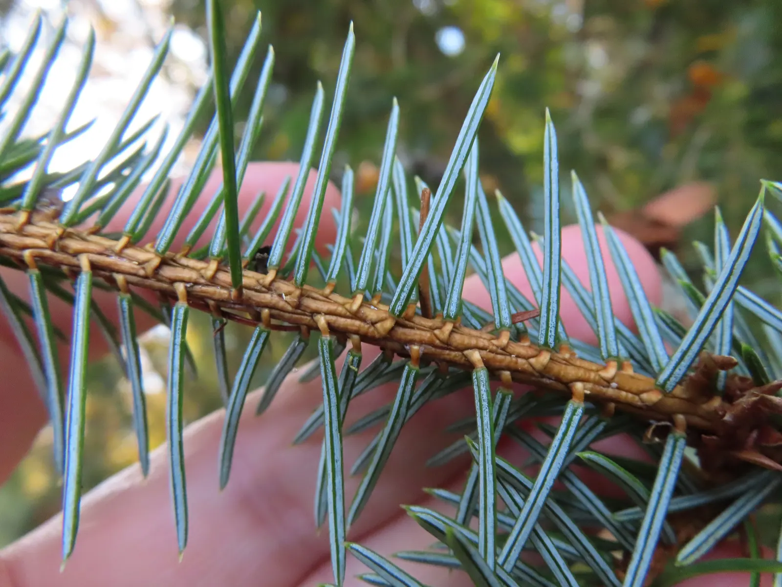 Sitka Spruce (Picea Sitchensis) — While the Sitka Spruce is tolerant of salt spray