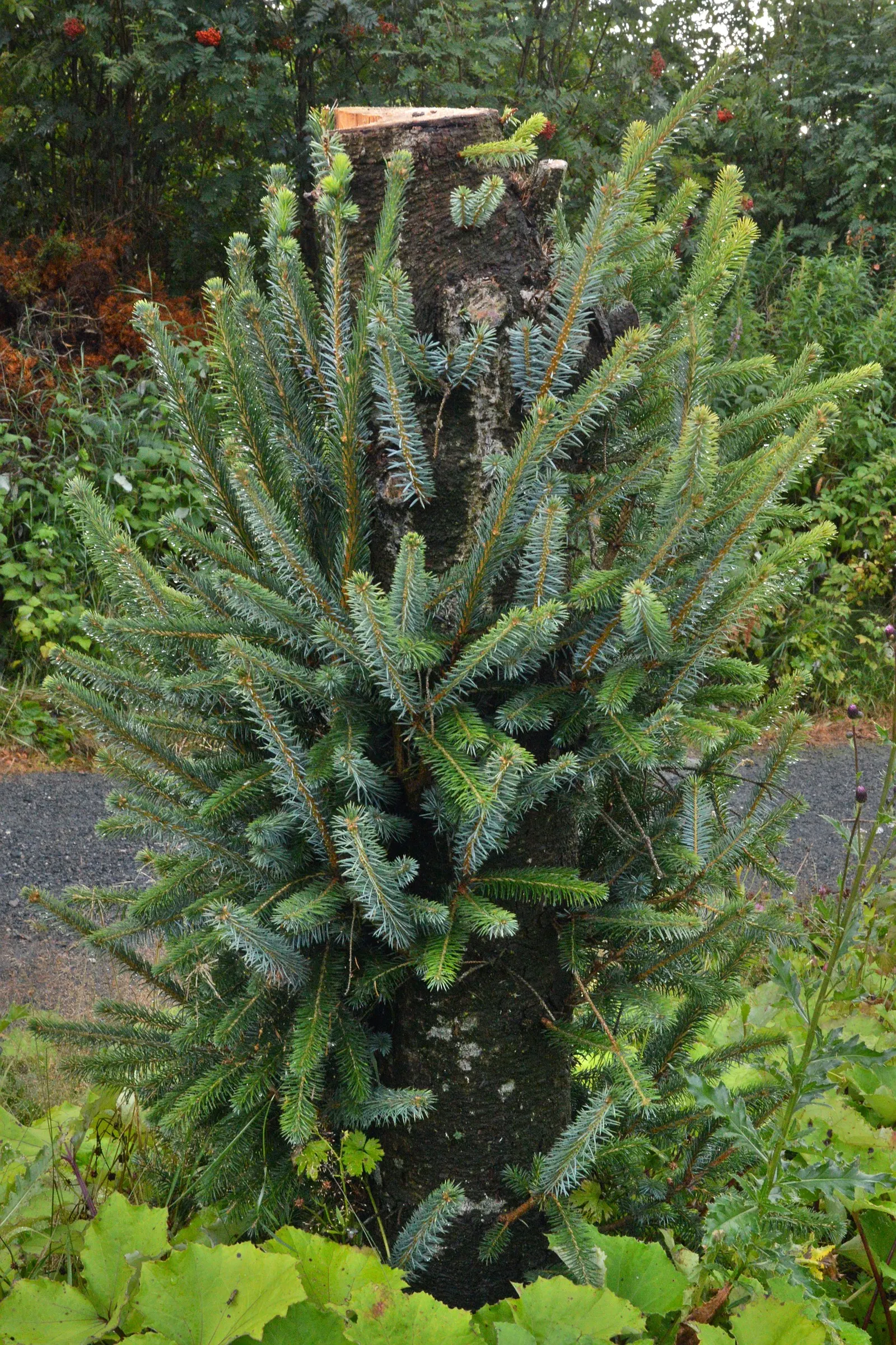Sitka Spruce (Picea Sitchensis) — possesses a conical shape and thrives in moist; famed for its sharply-pointed
