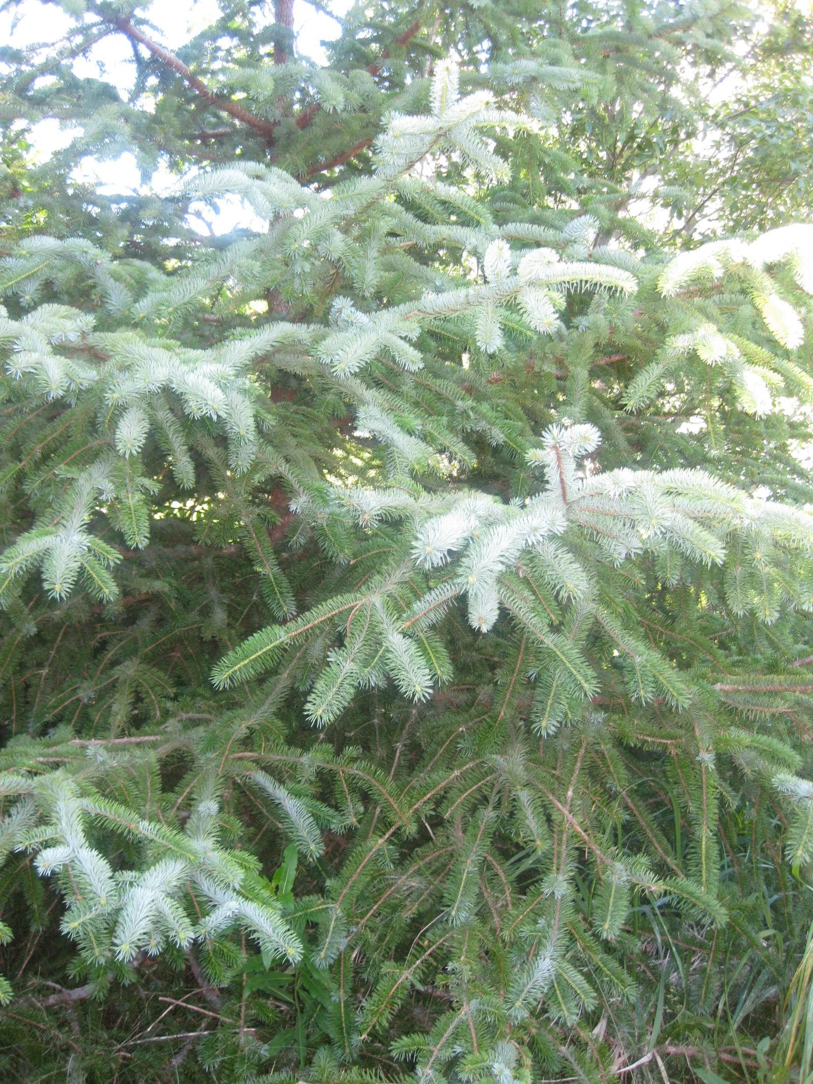 Sitka Spruce (Picea Sitchensis) — possesses a conical shape and thrives in moist; famed for its sharply-pointed, image 46