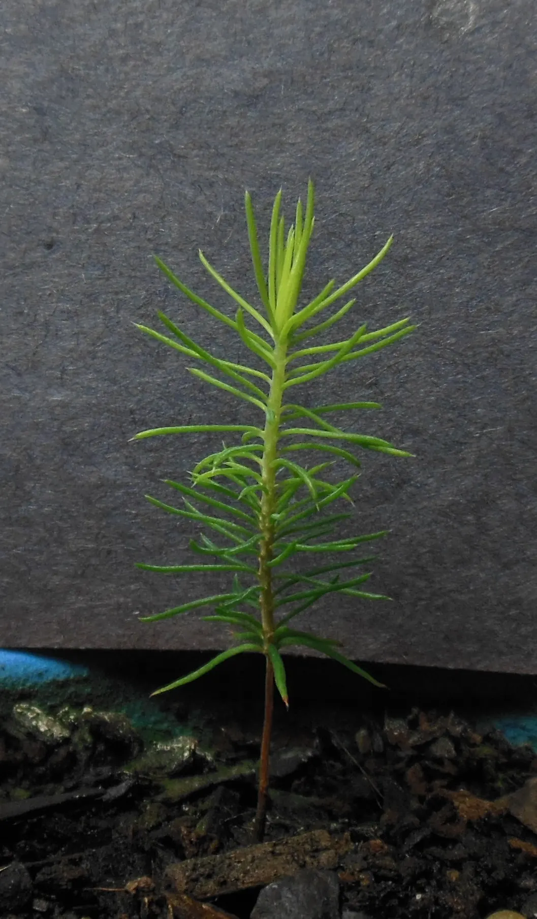Sitka Spruce (Picea Sitchensis) — possesses a conical shape and thrives in moist