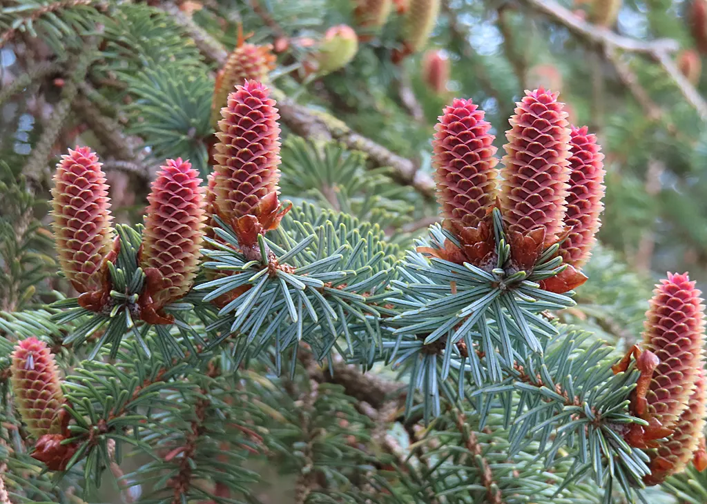 Sitka Spruce (Picea Sitchensis) — with a slight acidity for optimal growth; ensuring it remains a stunning centerpiece in the landscape for centuries to come