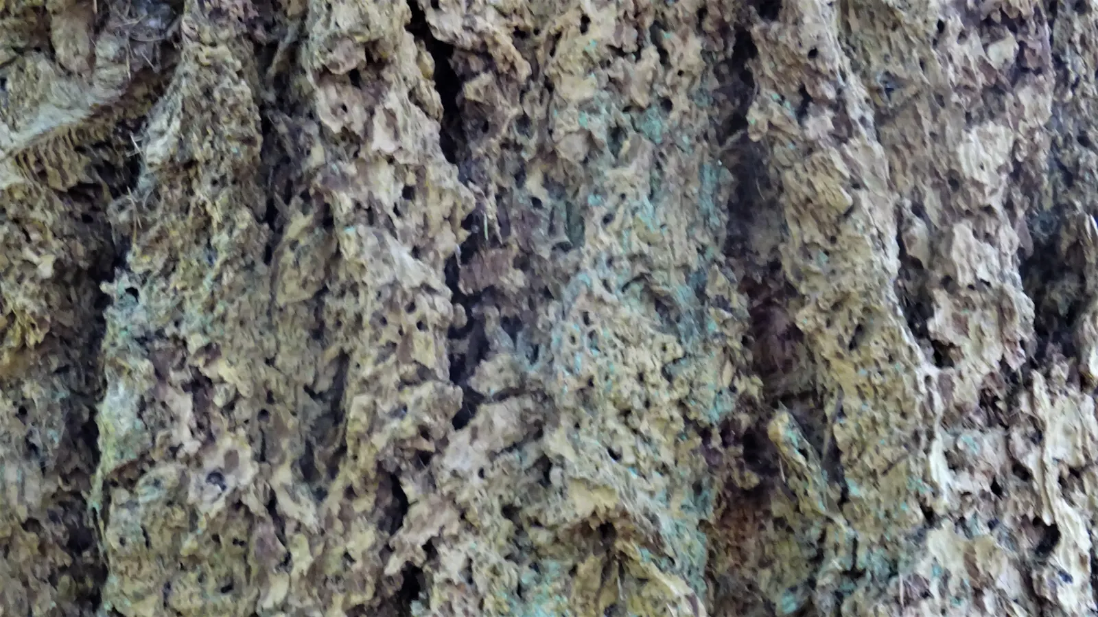 Sitka Spruce (Picea Sitchensis) — When incorporating the Sitka Spruce into your design; it's well-suited for coastal and cooler temperate climates