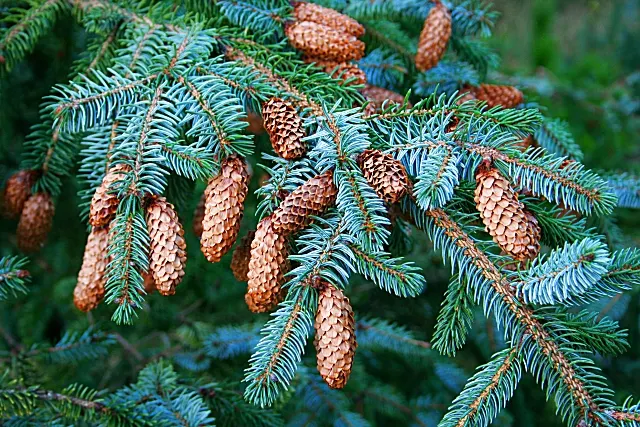 Sitka Spruce (Picea Sitchensis) — which makes it an excellent choice for privacy screens or as a majestic windbreak