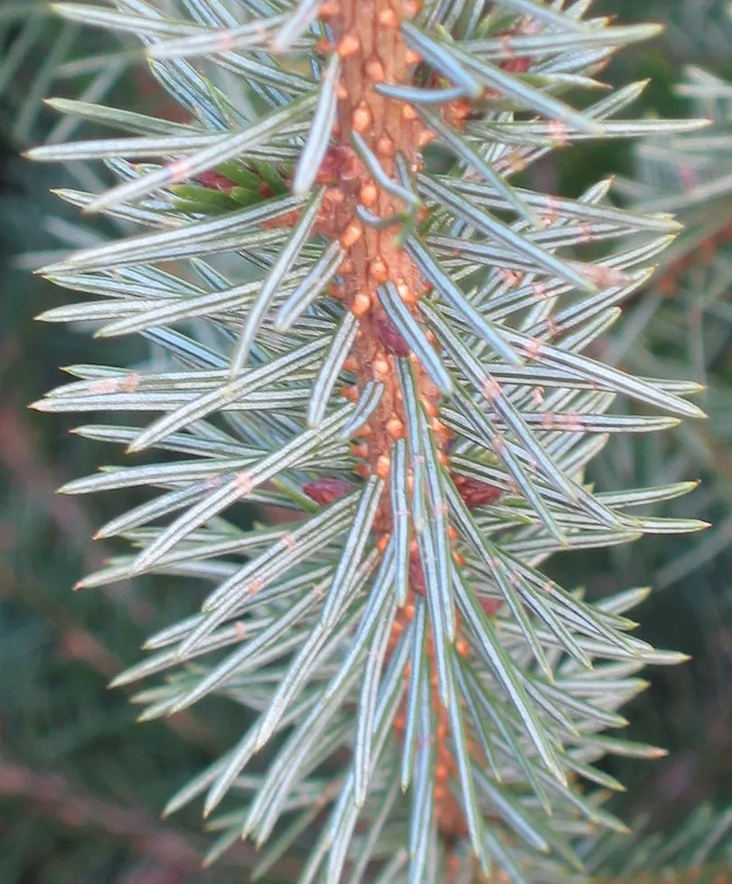 Sitka Spruce (Picea Sitchensis) — which measure around 1 to 1.5 inches in length