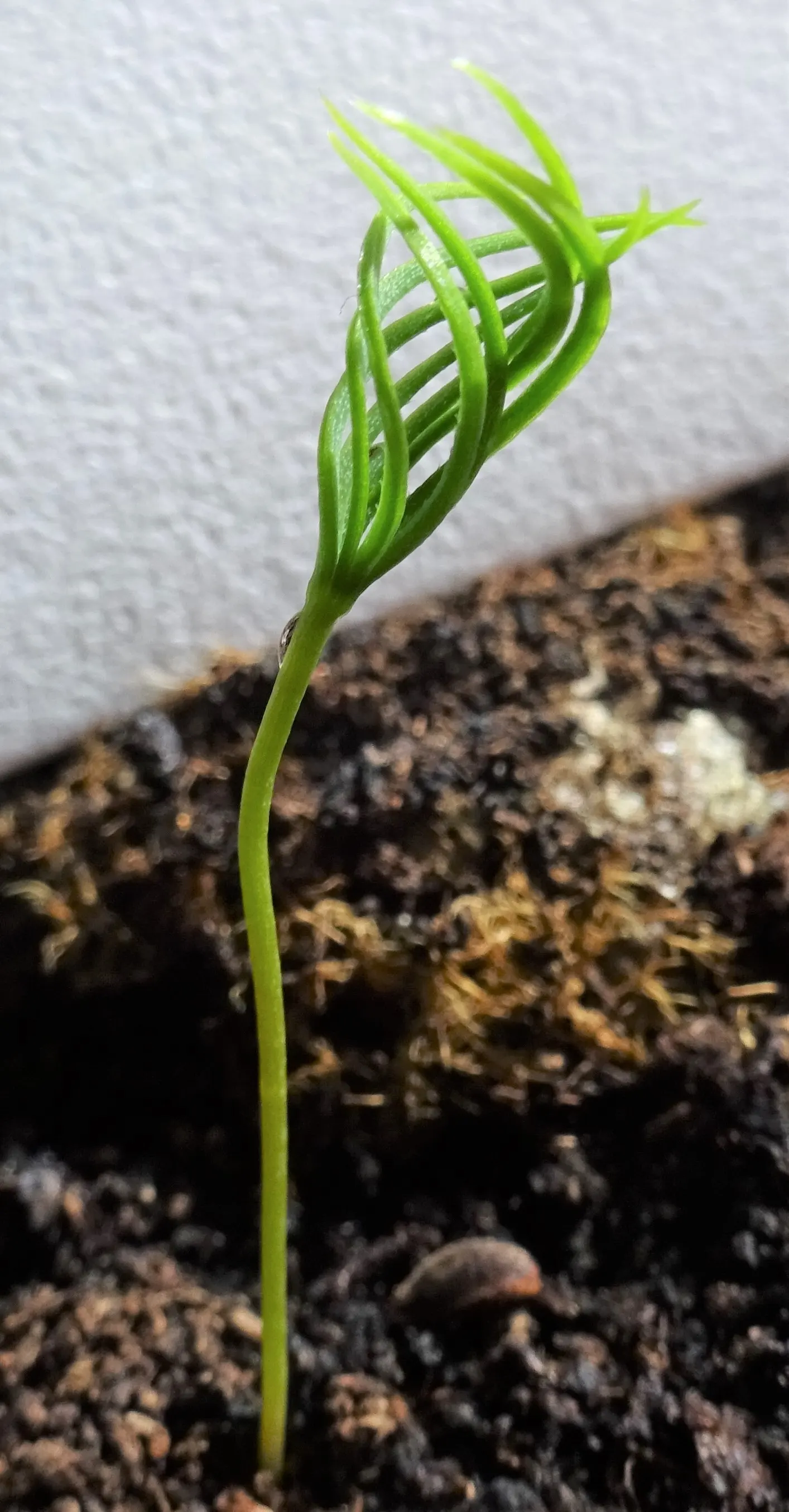 Sitka Spruce (Picea Sitchensis) — conifer / tree for full