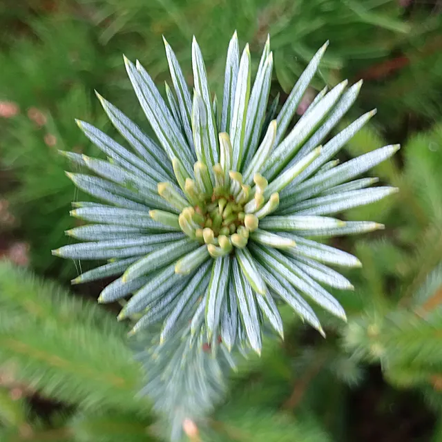 Sitka Spruce (Picea Sitchensis) — ensuring it remains a stunning centerpiece in the landscape for centuries to come