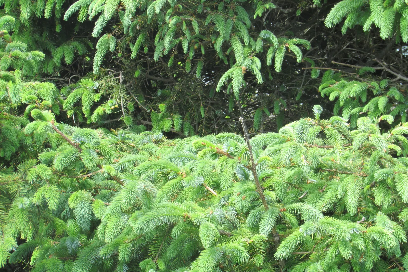 Sitka Spruce (Picea Sitchensis) — The trunk can expand to 8 feet in diameter, making it a prominent feature; it's less so of pollution and urban, image 47