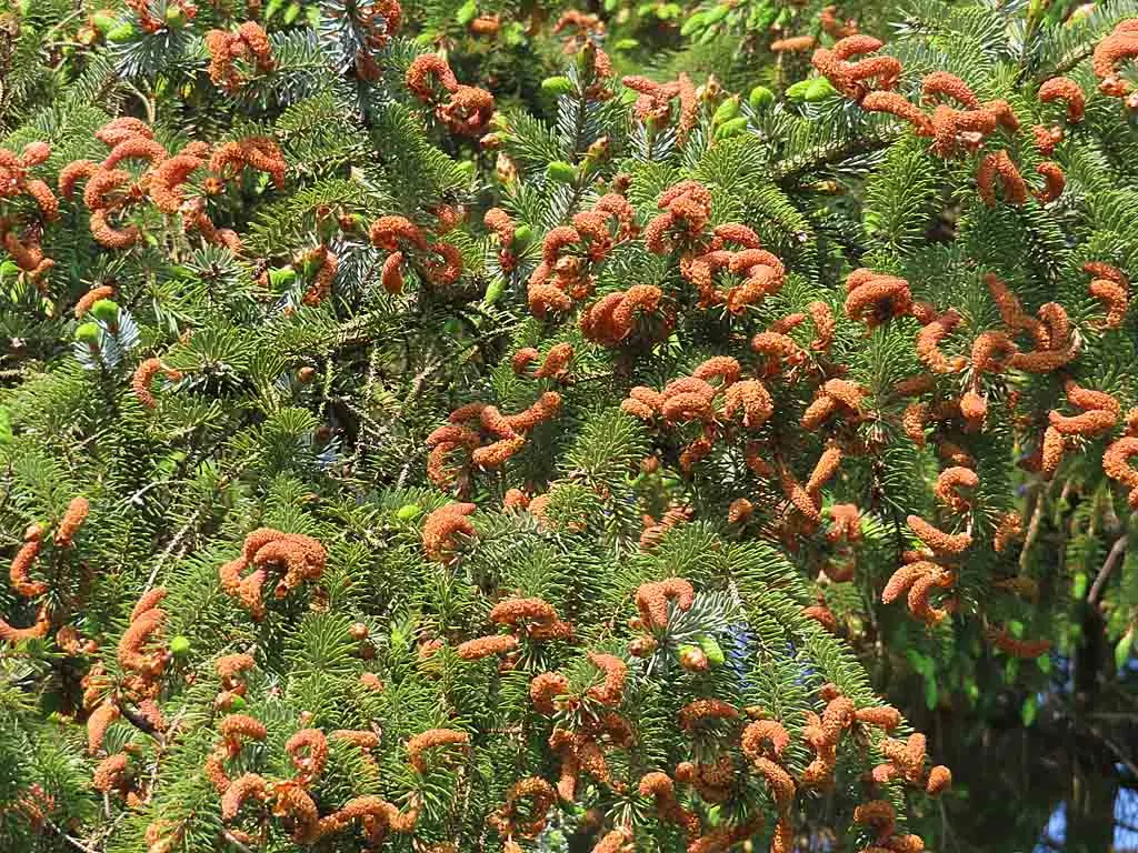 Sitka Spruce (Picea Sitchensis) — with a slight acidity for optimal growth