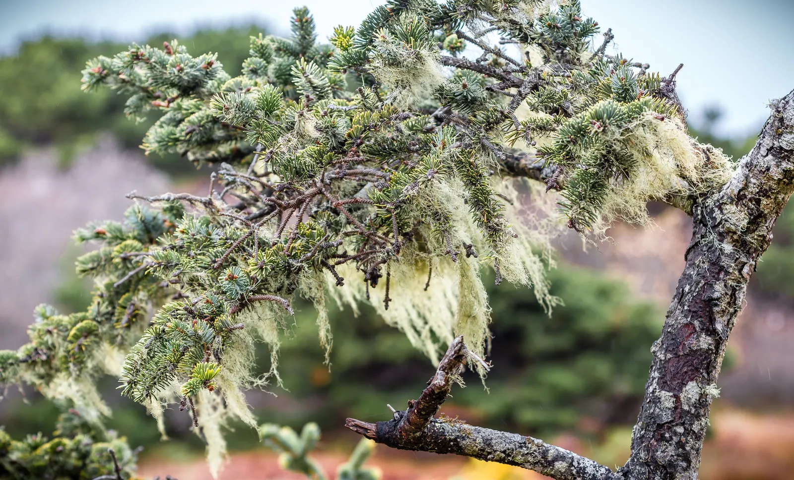 Sitka Spruce (Picea Sitchensis) — Famed for its sharply-pointed