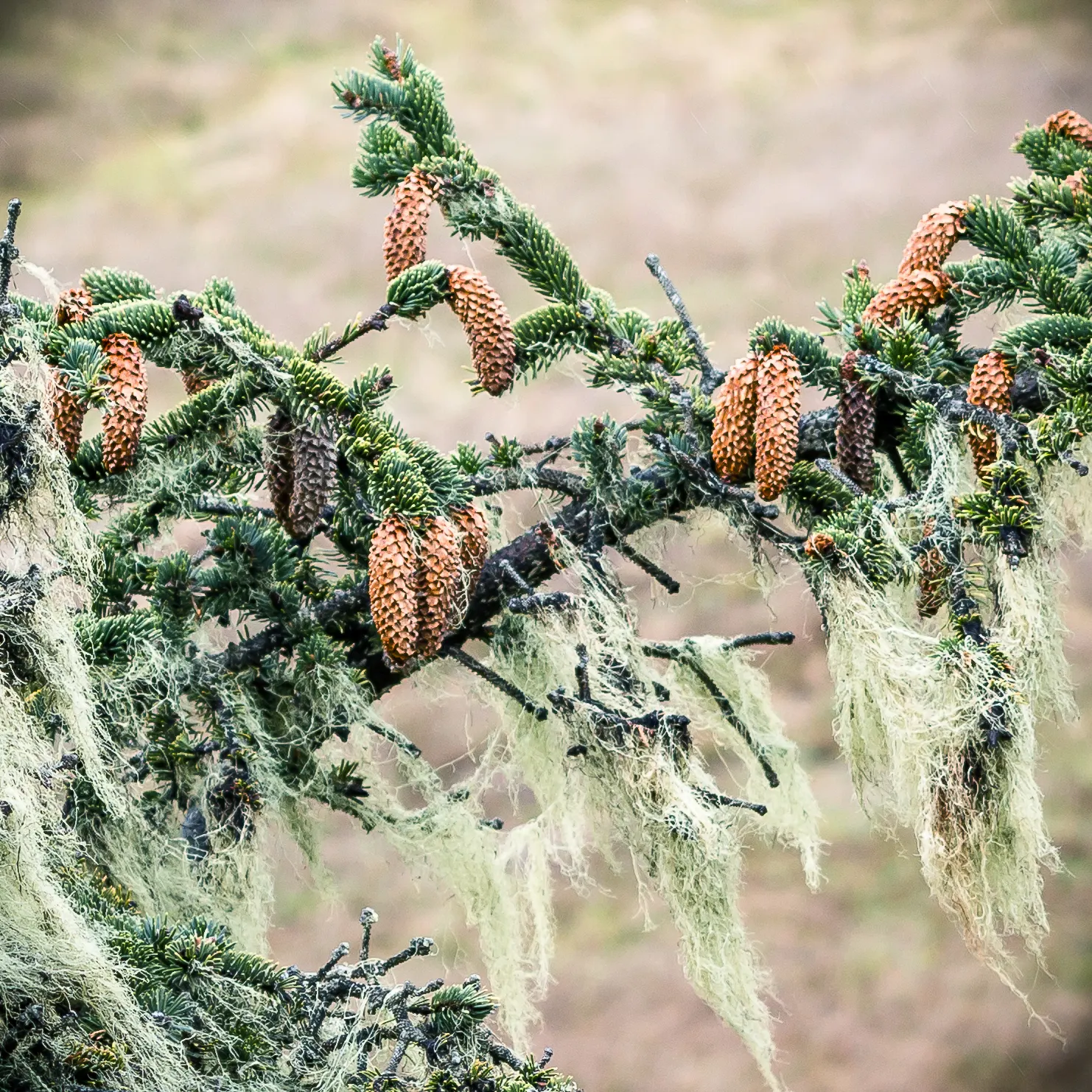 Sitka Spruce (Picea Sitchensis) — The Sitka Spruce (Picea sitchensis) stands majestic, reaching heights of up to 300 feet; ideal for large, image 45