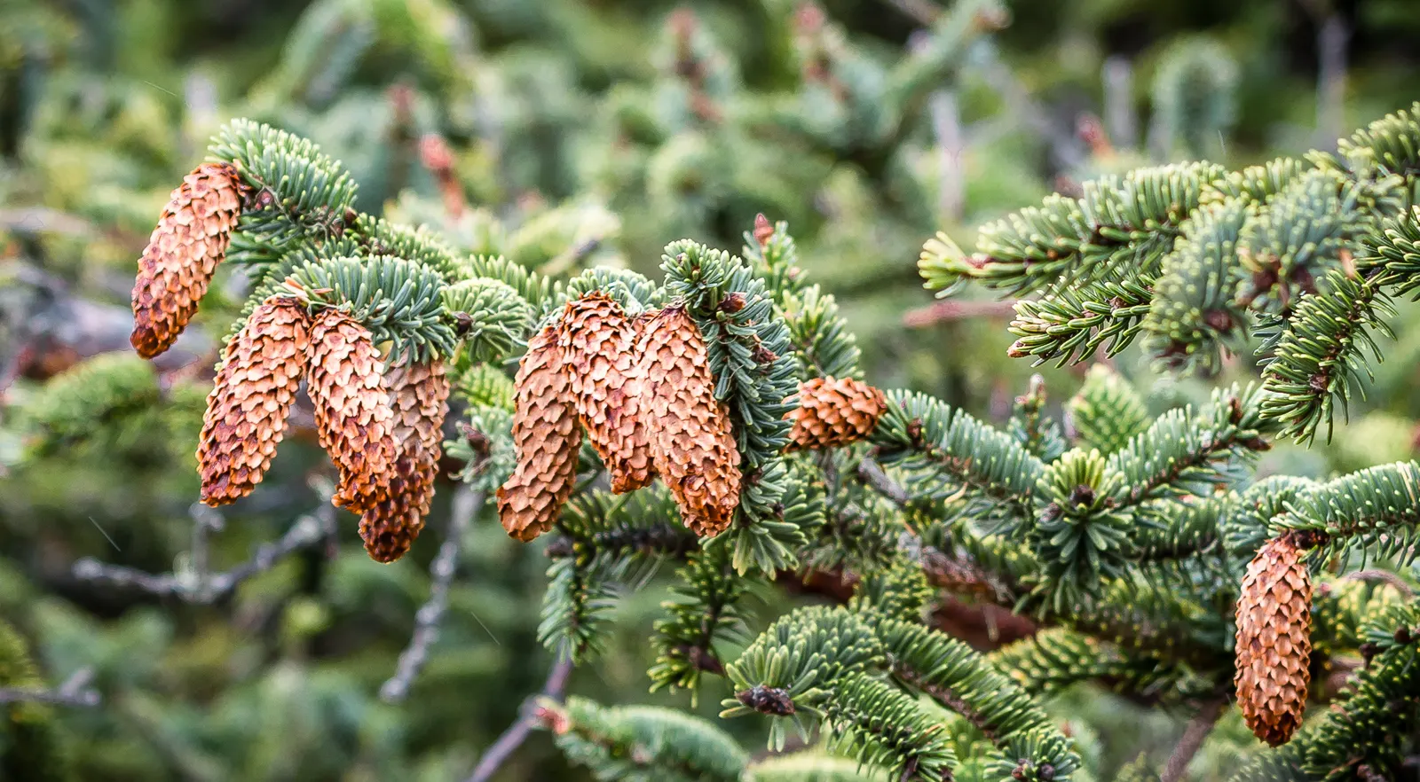 Sitka Spruce (Picea Sitchensis) — it's less so of pollution and urban stress; pendulous and can reach up to 4 inches long