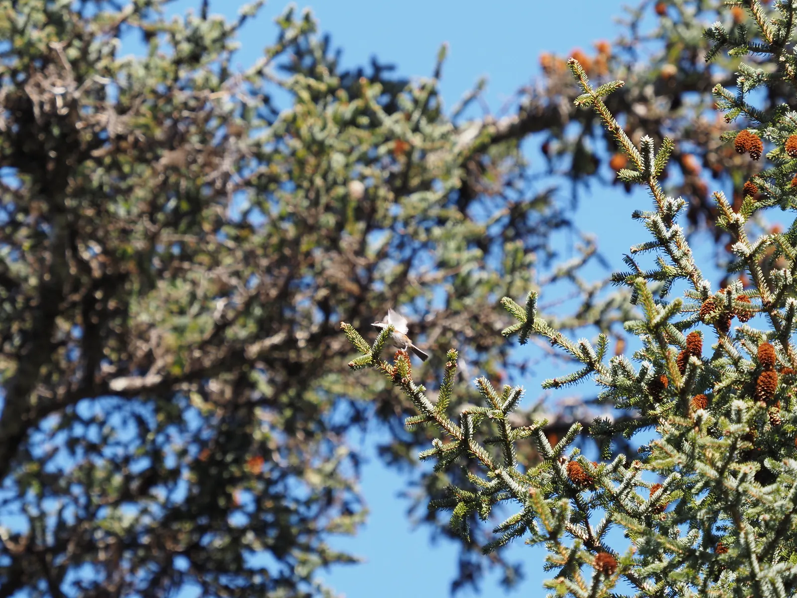 Sitka Spruce (Picea Sitchensis) — The Sitka Spruce (Picea sitchensis) stands majestic, reaching heights of up to 300 feet; ideal for large landscapes