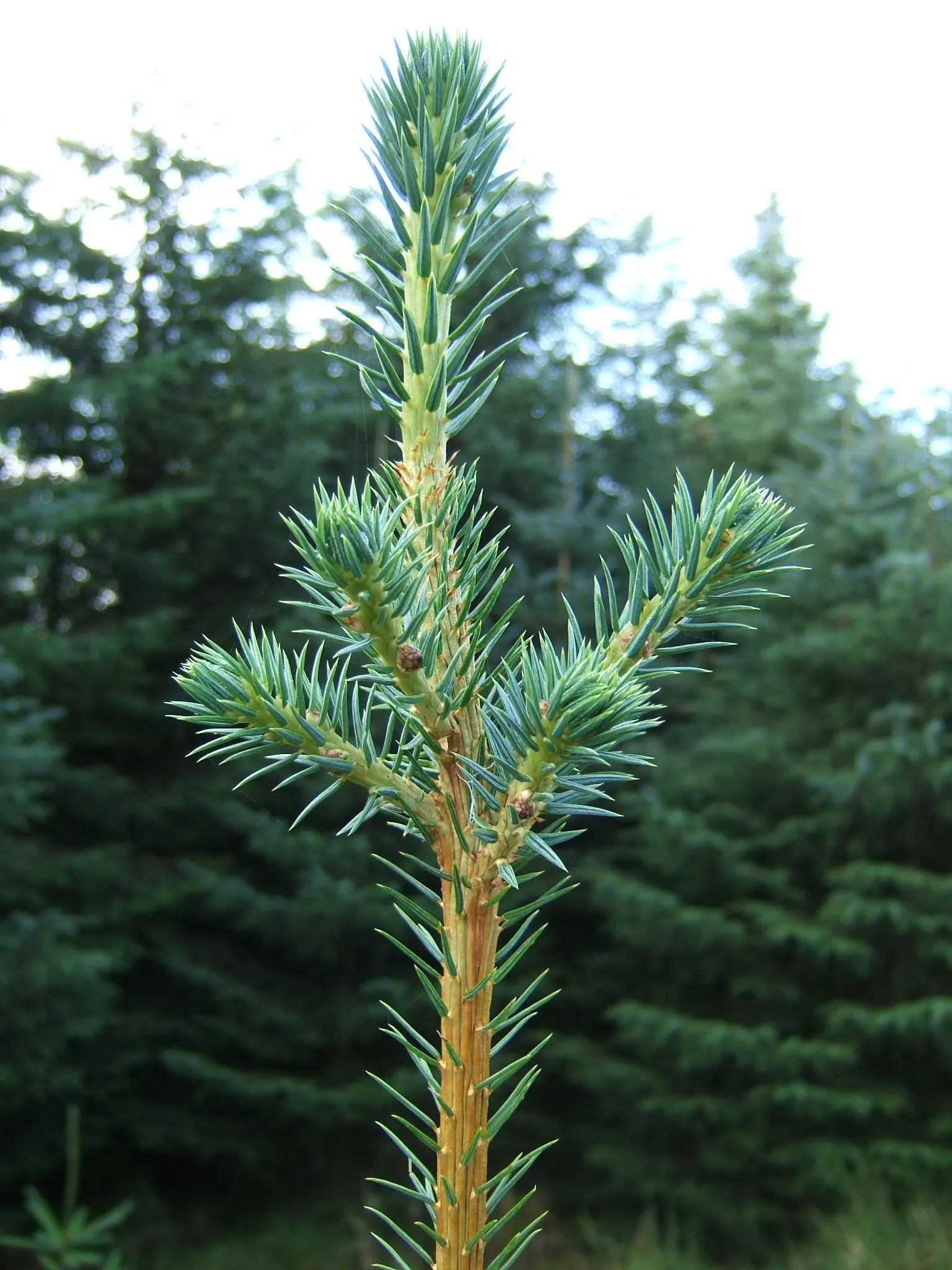 Sitka Spruce (Picea Sitchensis) — pendulous and can reach up to 4 inches long; conifer / tree for full
