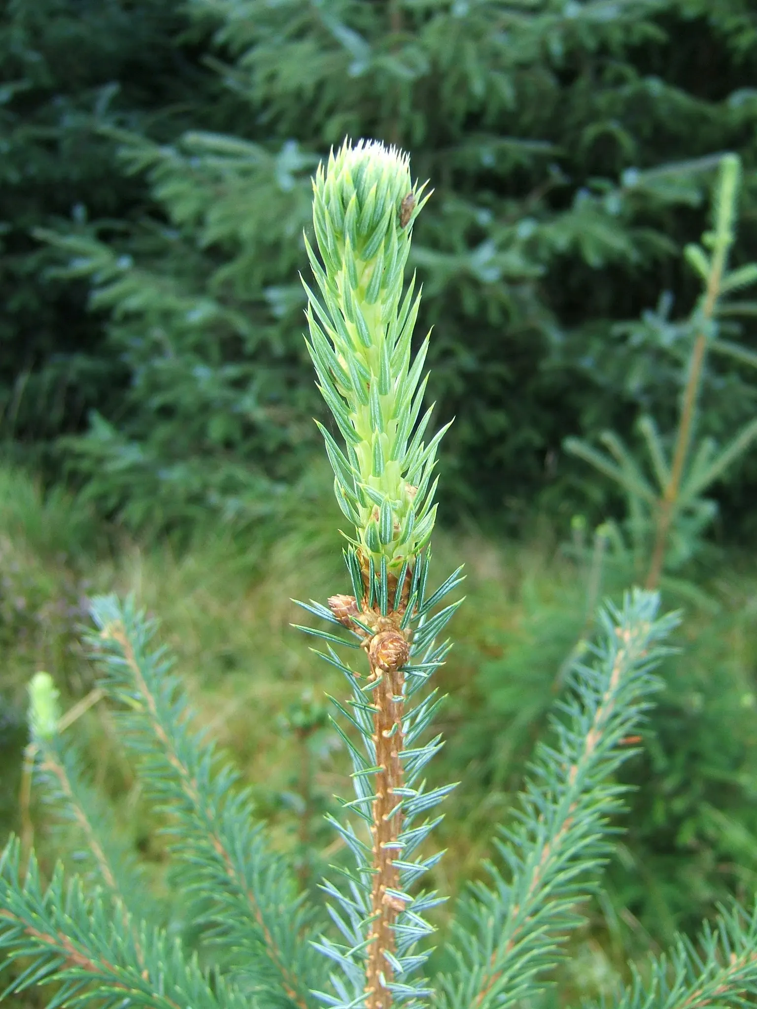 Sitka Spruce (Picea Sitchensis) — conifer / tree for full; making it more suitable for rural or suburban settings