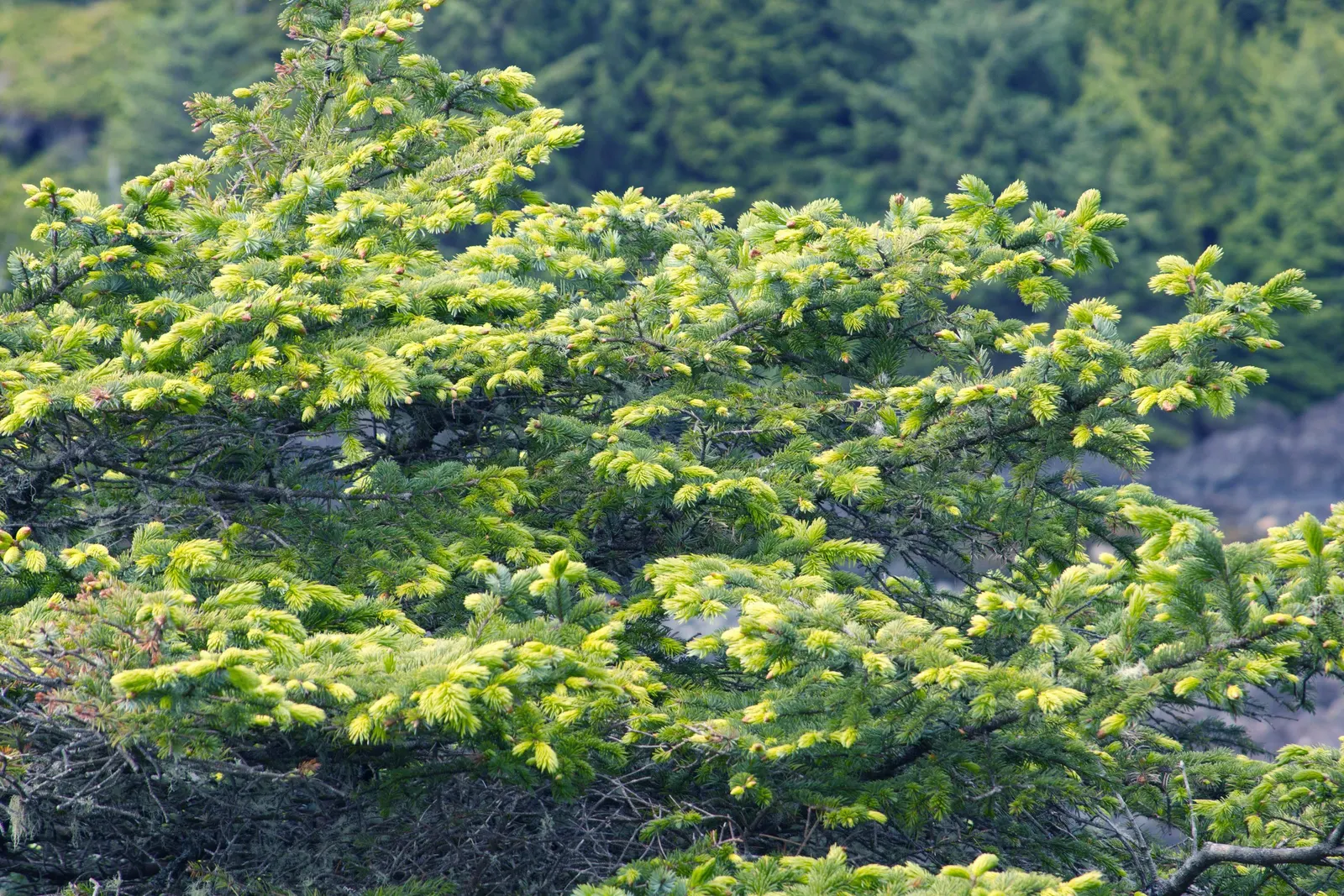 Sitka Spruce (Picea Sitchensis) — Ideal for large landscapes; the trunk can expand to 8 feet in diameter, making it a prominent feature