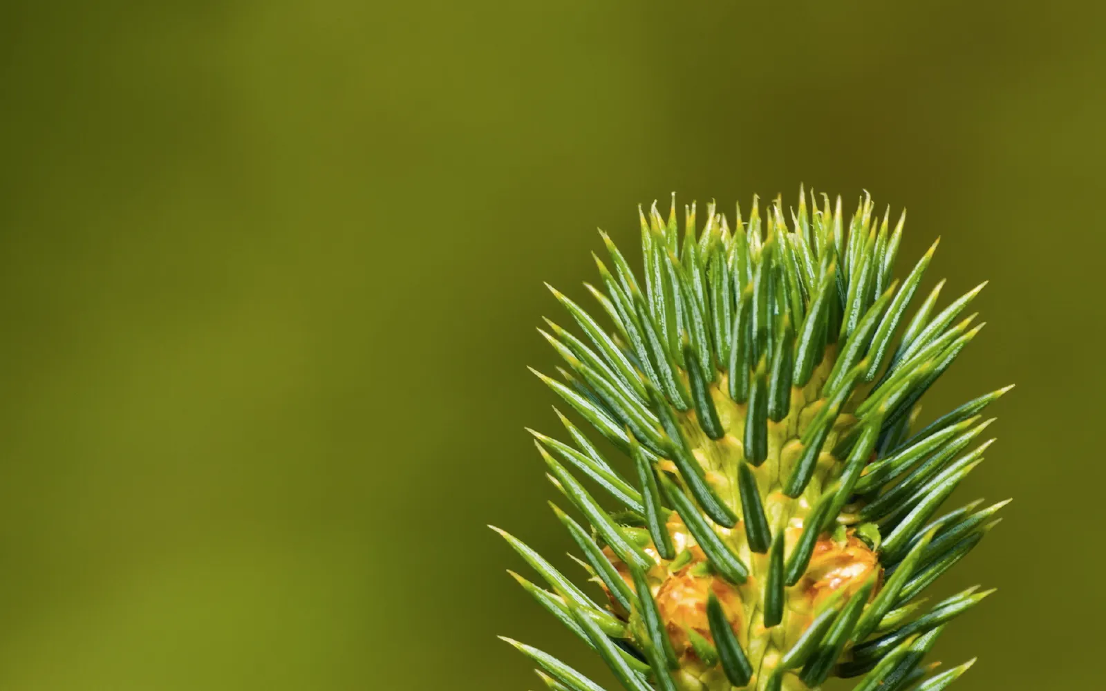 Sitka Spruce (Picea Sitchensis) — The trunk can expand to 8 feet in diameter, making it a prominent feature; it's less so of pollution and urban stress