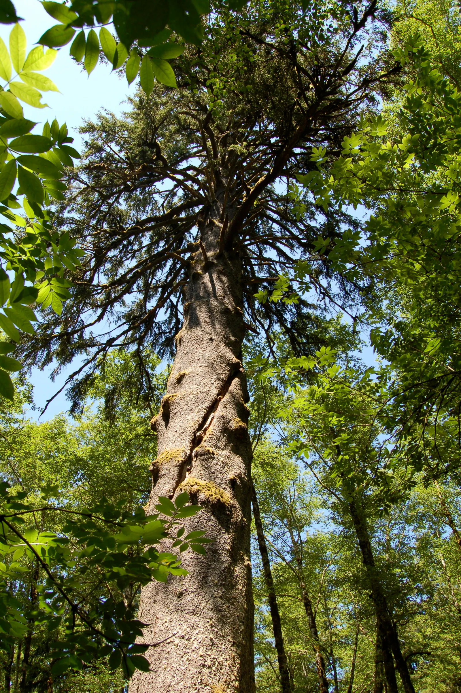 Sitka Spruce (Picea Sitchensis) — The trunk can expand to 8 feet in diameter, making it a prominent feature