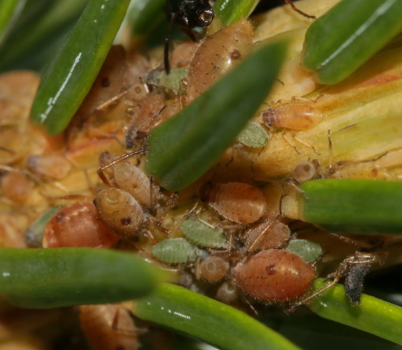 Sitka Spruce (Picea Sitchensis) — pendulous and can reach up to 4 inches long