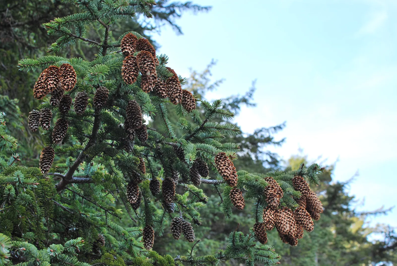 Sitka Spruce (Picea Sitchensis) — signifying a robust addition to any grand design; while the Sitka Spruce is tolerant of salt spray, image 50