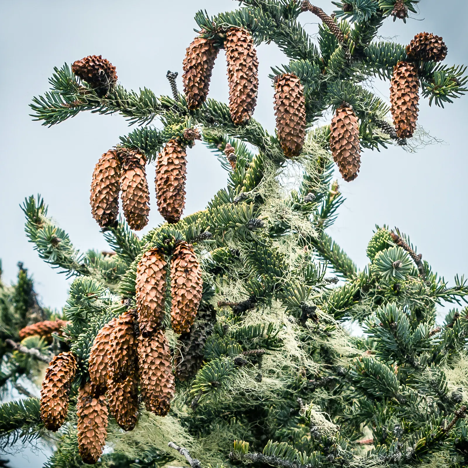 Sitka Spruce (Picea Sitchensis) — achieving about 2 to 3 feet per year; reaching remarkable heights of up to 300 feet, this giant is a true icon in forested