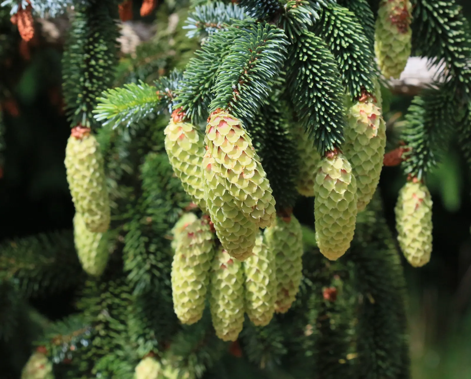 Sitka Spruce (Picea Sitchensis) — signifying a robust addition to any grand design