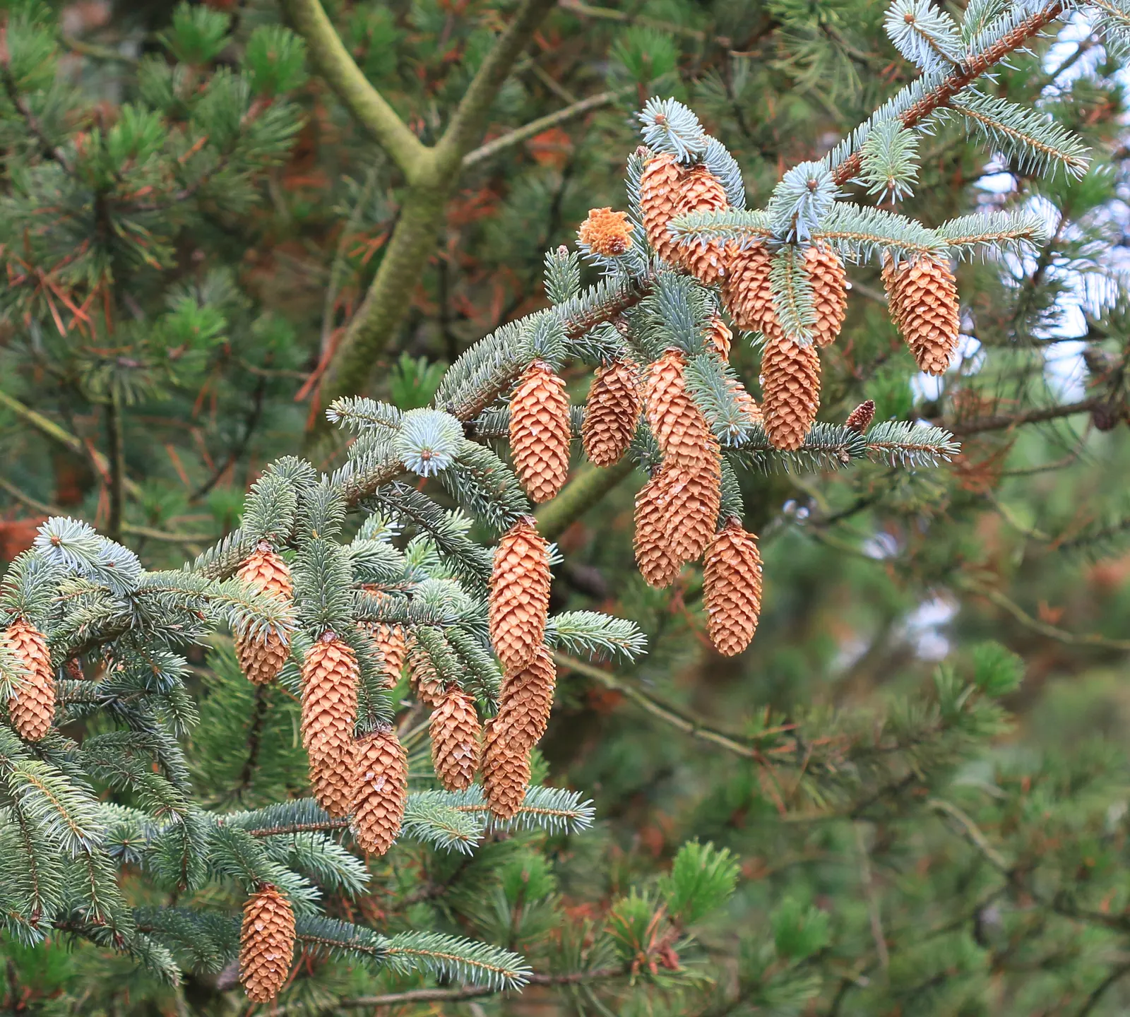 Sitka Spruce (Picea Sitchensis) — where it will appreciate full sun to partial shade; the Sitka Spruce (Picea sitchensis) stands majestic, reaching heights of