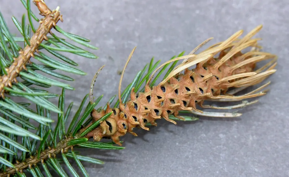 Sitka Spruce (Picea Sitchensis) — making it more suitable for rural or suburban settings; regular watering and mulching will help maintain its vigor
