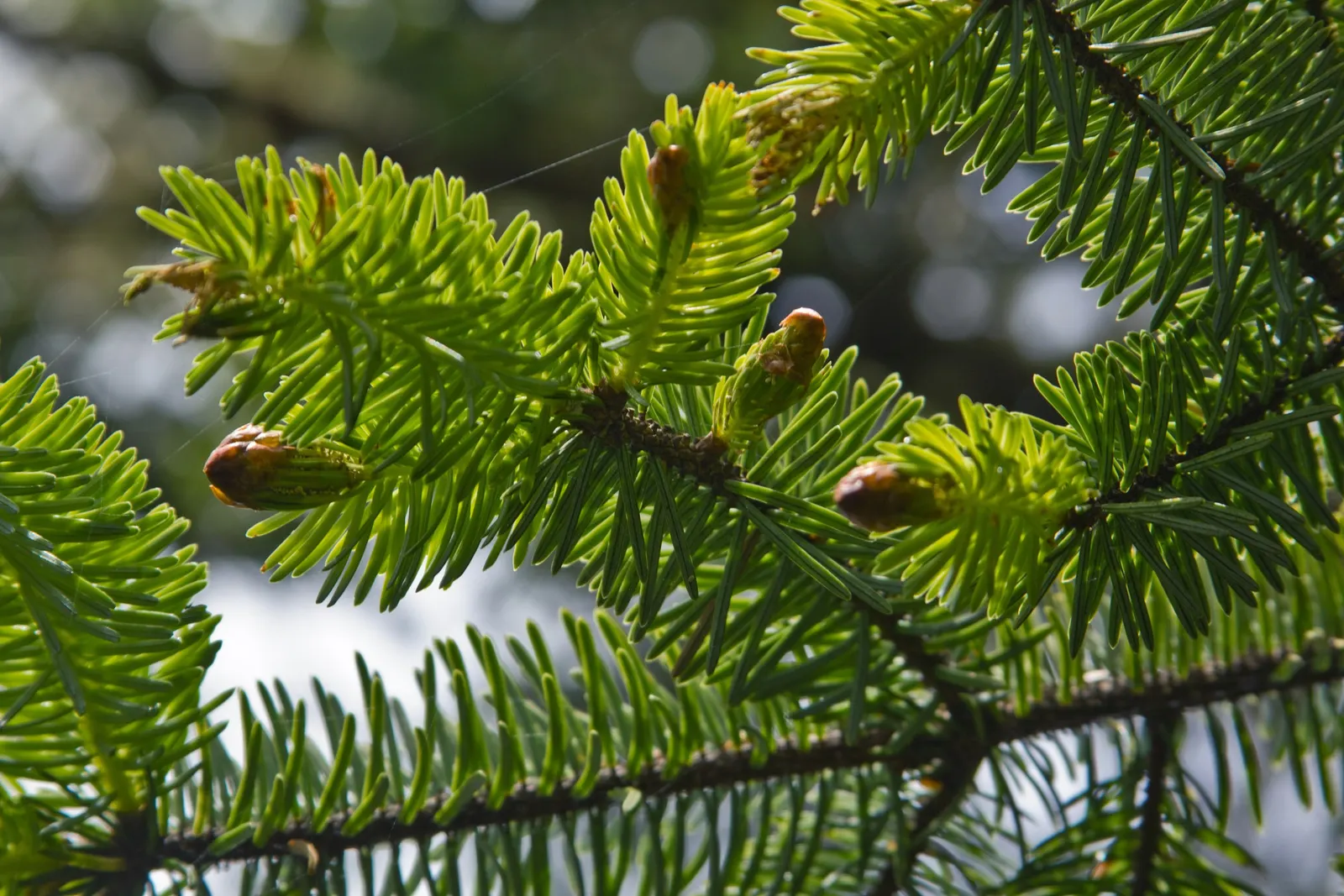 Sitka Spruce (Picea Sitchensis) — Reaching remarkable heights of up to 300 feet, this giant is a true icon in forested landscapes