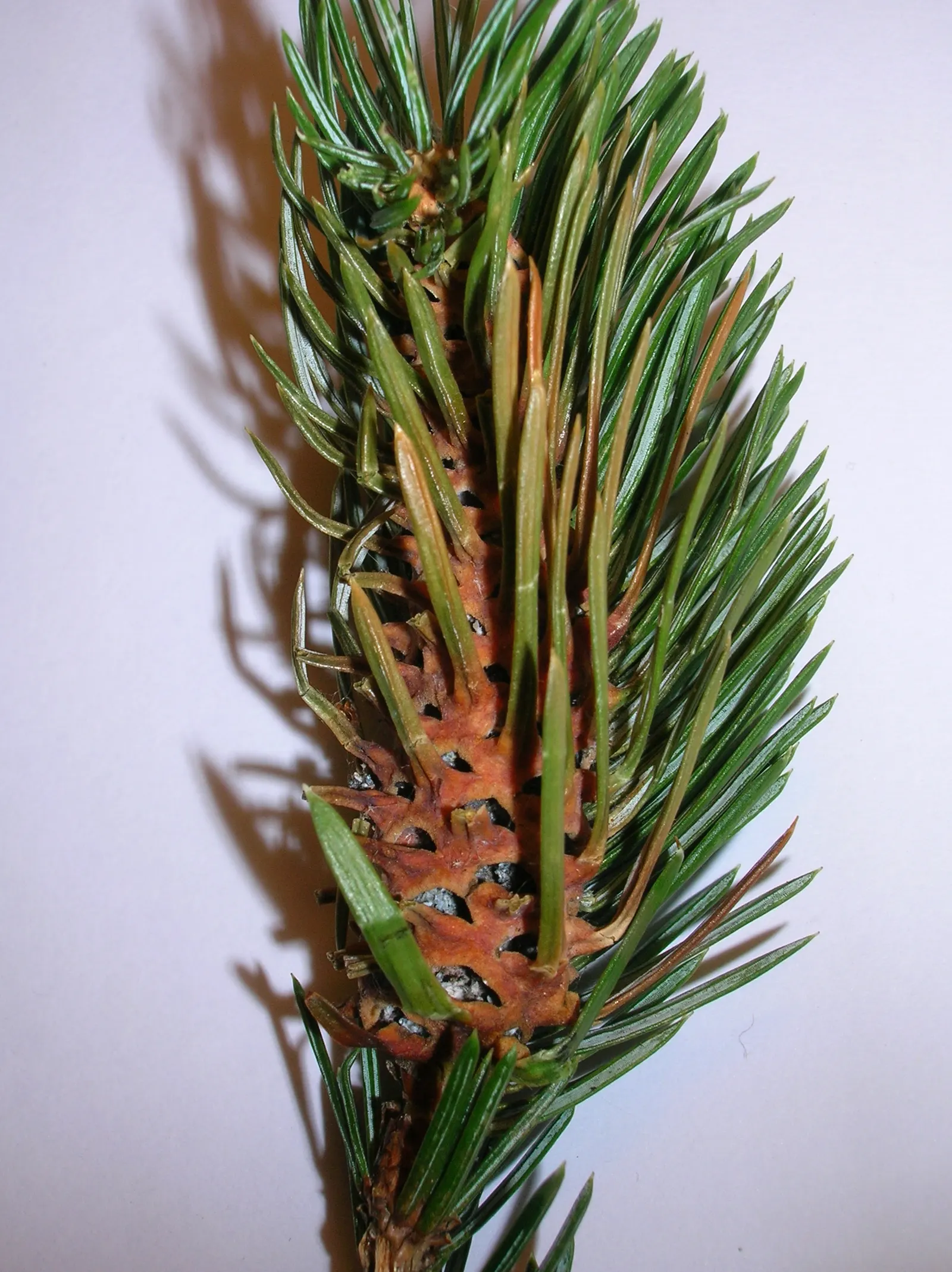 Sitka Spruce (Picea Sitchensis) — making it more suitable for rural or suburban settings