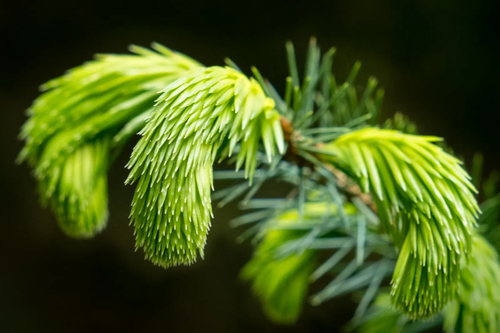 Sitka Spruce (Picea Sitchensis) — Regular watering and mulching will help maintain its vigor