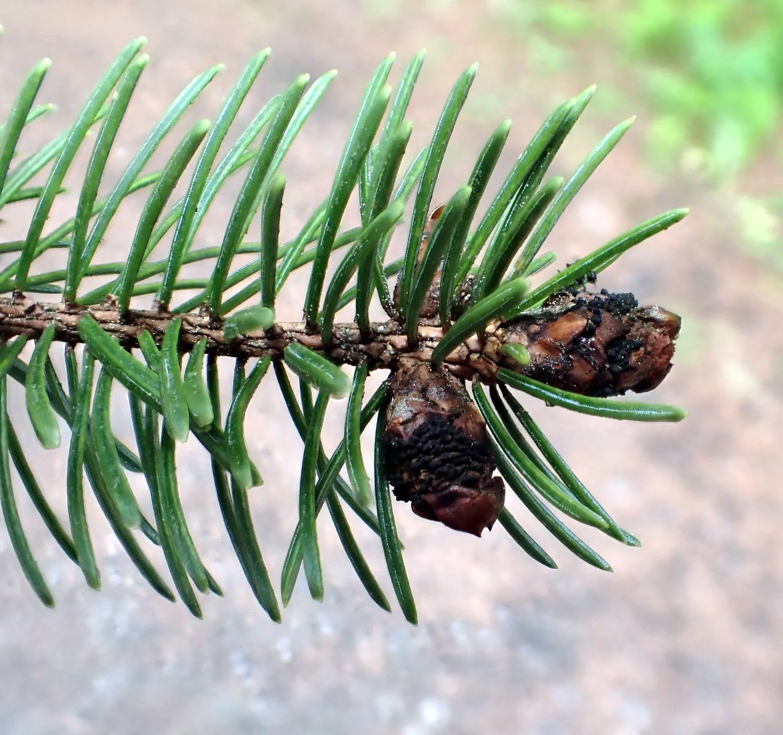 Sitka Spruce (Picea Sitchensis) — it's well-suited for coastal and cooler temperate climates; with a slight acidity for optimal growth