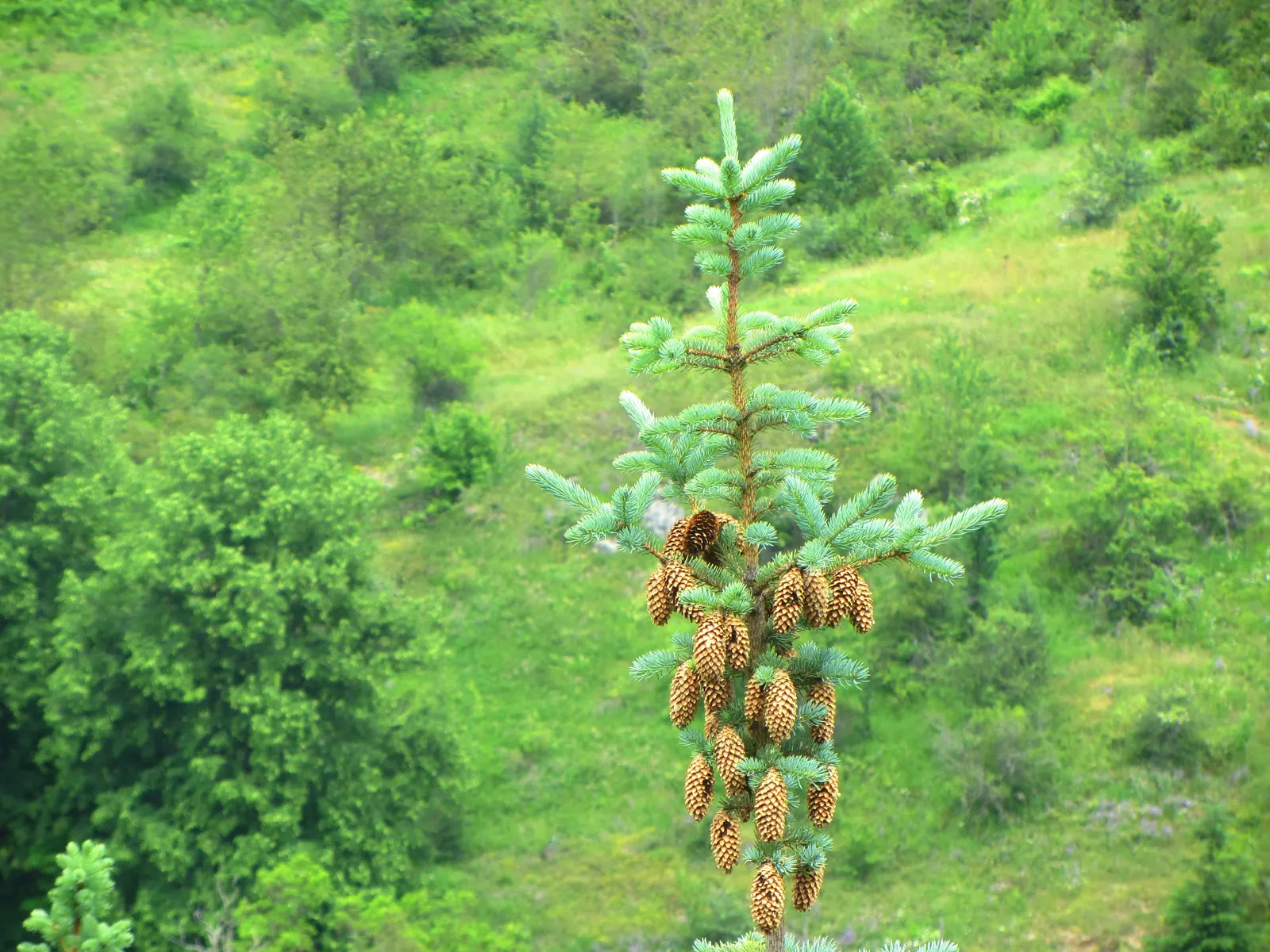 Sitka Spruce (Picea Sitchensis) — The Sitka Spruce (Picea sitchensis) stands majestic, reaching heights of up to 300 feet