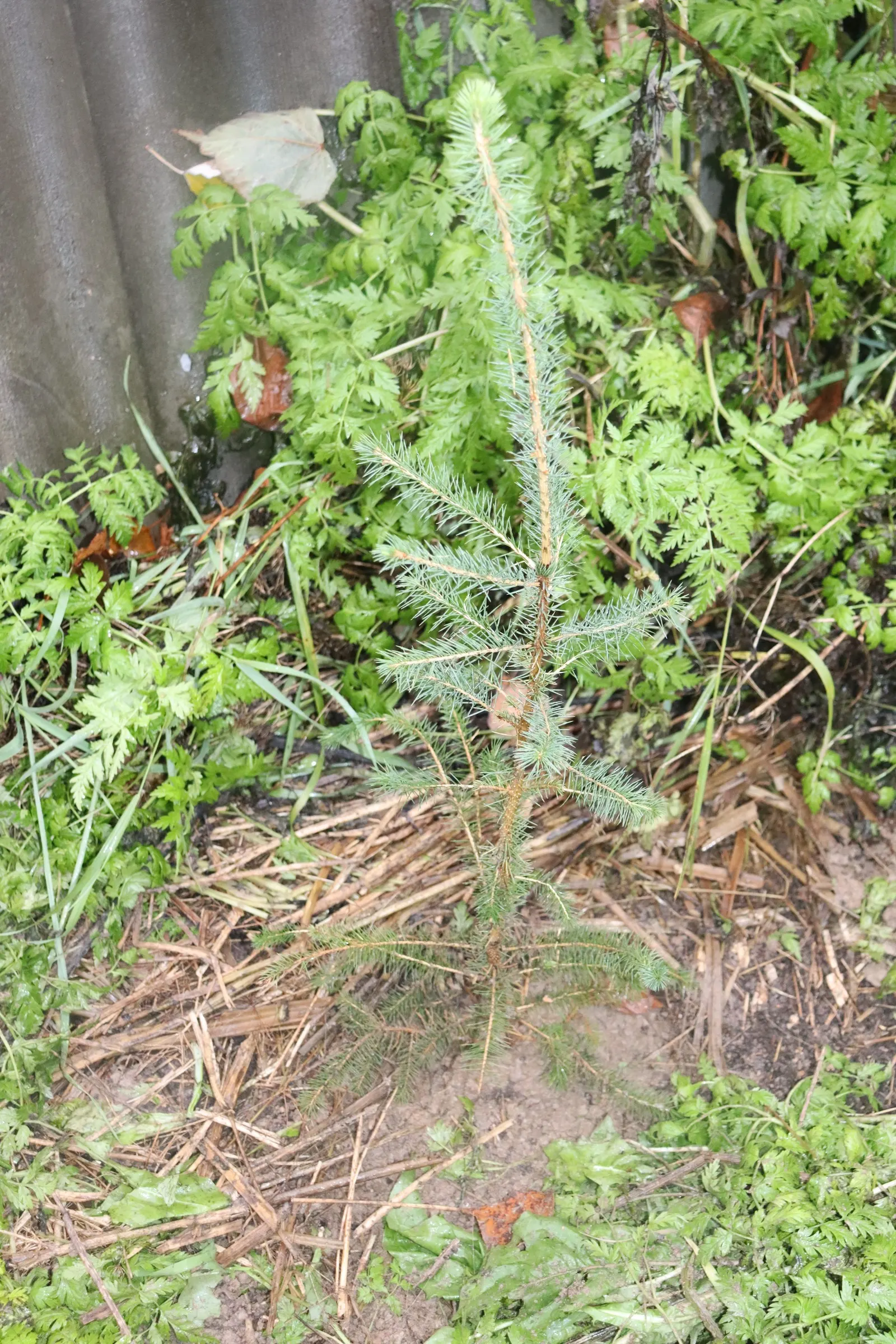 Sitka Spruce (Picea Sitchensis) — signifying a robust addition to any grand design; while the Sitka Spruce is tolerant of salt spray