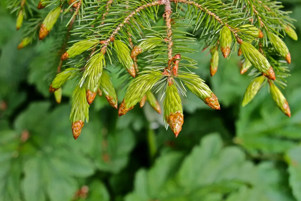 Sitka Spruce (Picea Sitchensis) — which measure around 1 to 1.5 inches in length; which makes it an excellent choice for privacy screens or as a majestic