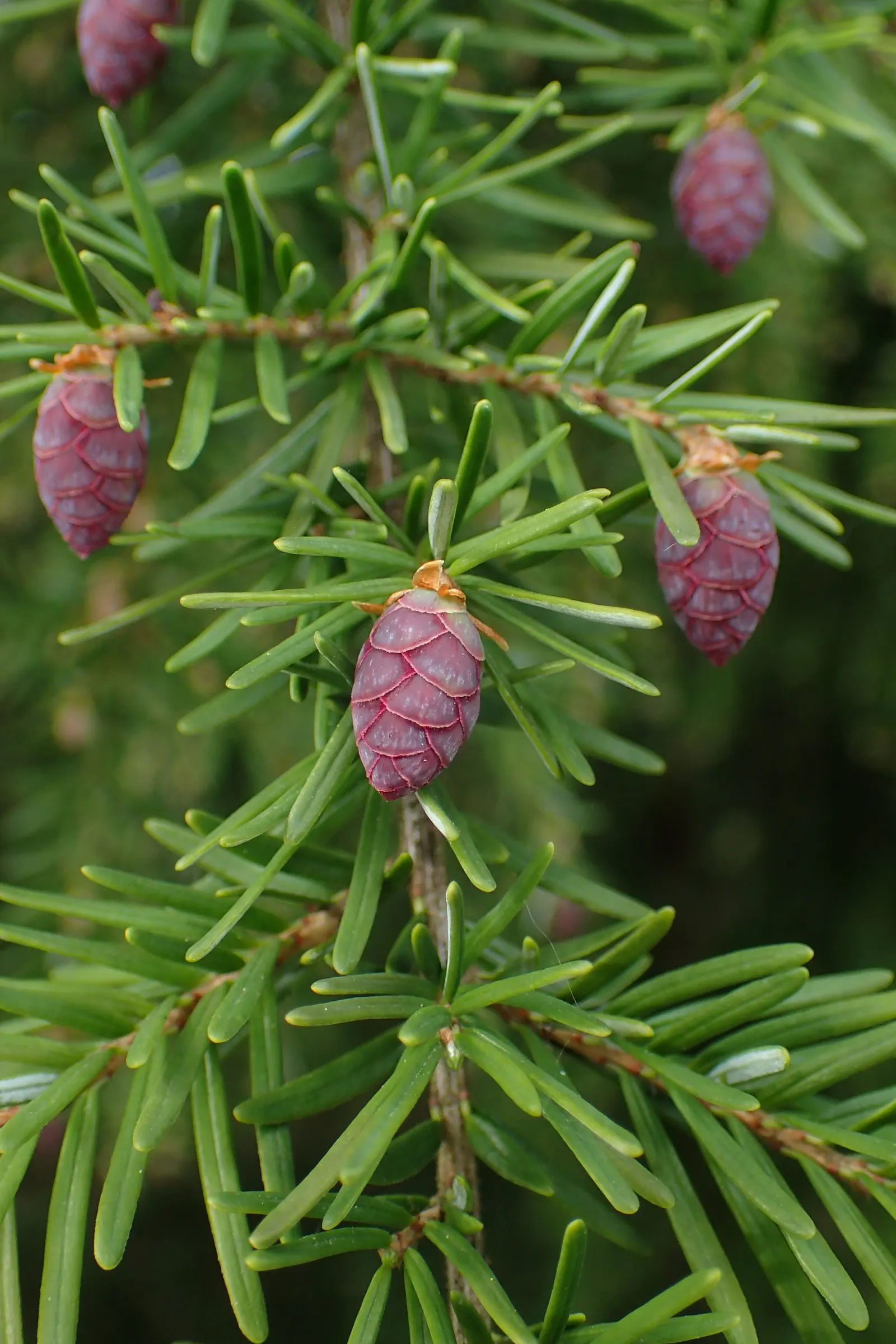Western Hemlock (Tsuga Heterophylla) — It is revered for its graceful; it provides dense canopy cover and is ideal for creating a tranquil