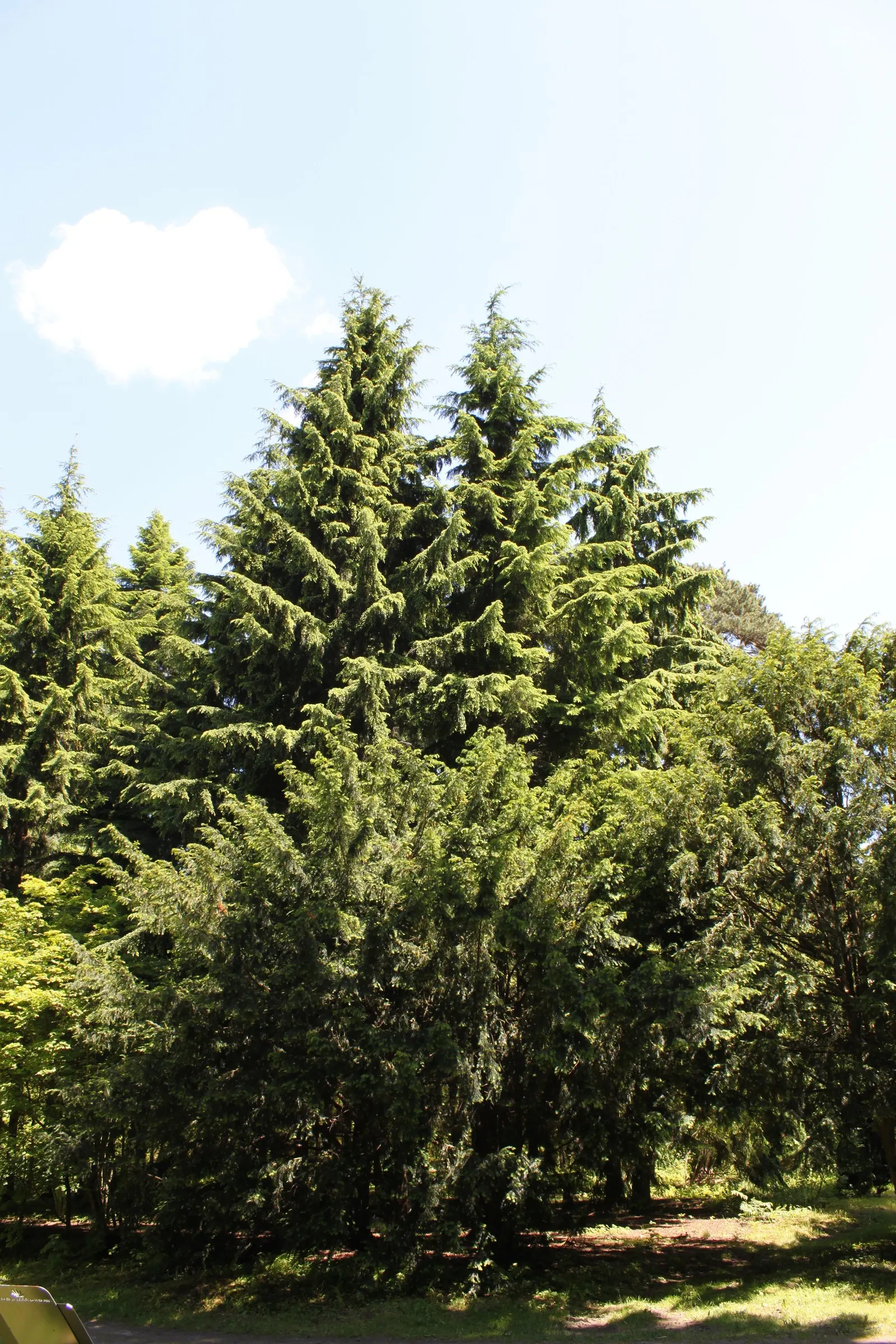 Western Hemlock (Tsuga Heterophylla) — pyramidal shape and fine-textured foliage