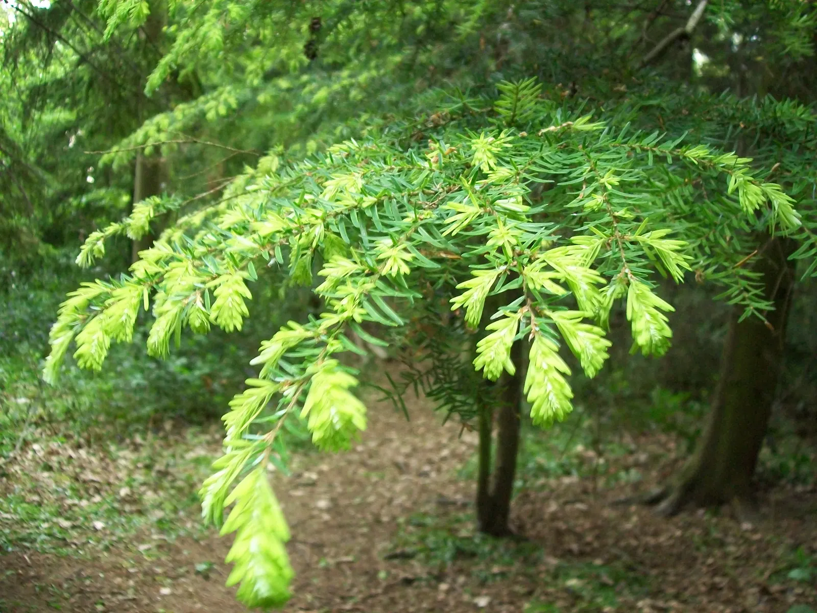 Western Hemlock (Tsuga Heterophylla) — measuring approximately 1/5 to 3/5 inch in length, image 41