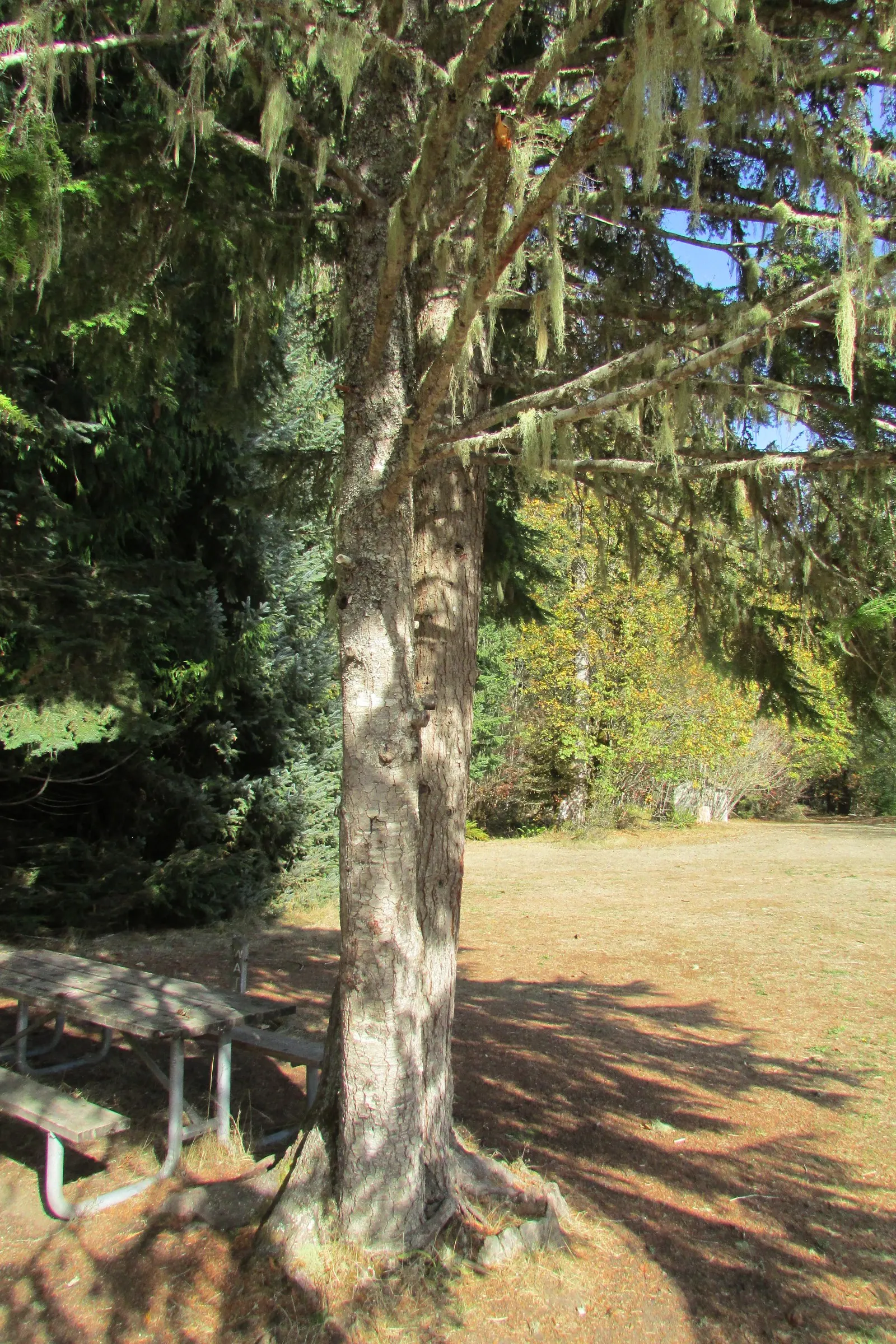 Western Hemlock (Tsuga Heterophylla) — is an evergreen conifer notable for its graceful