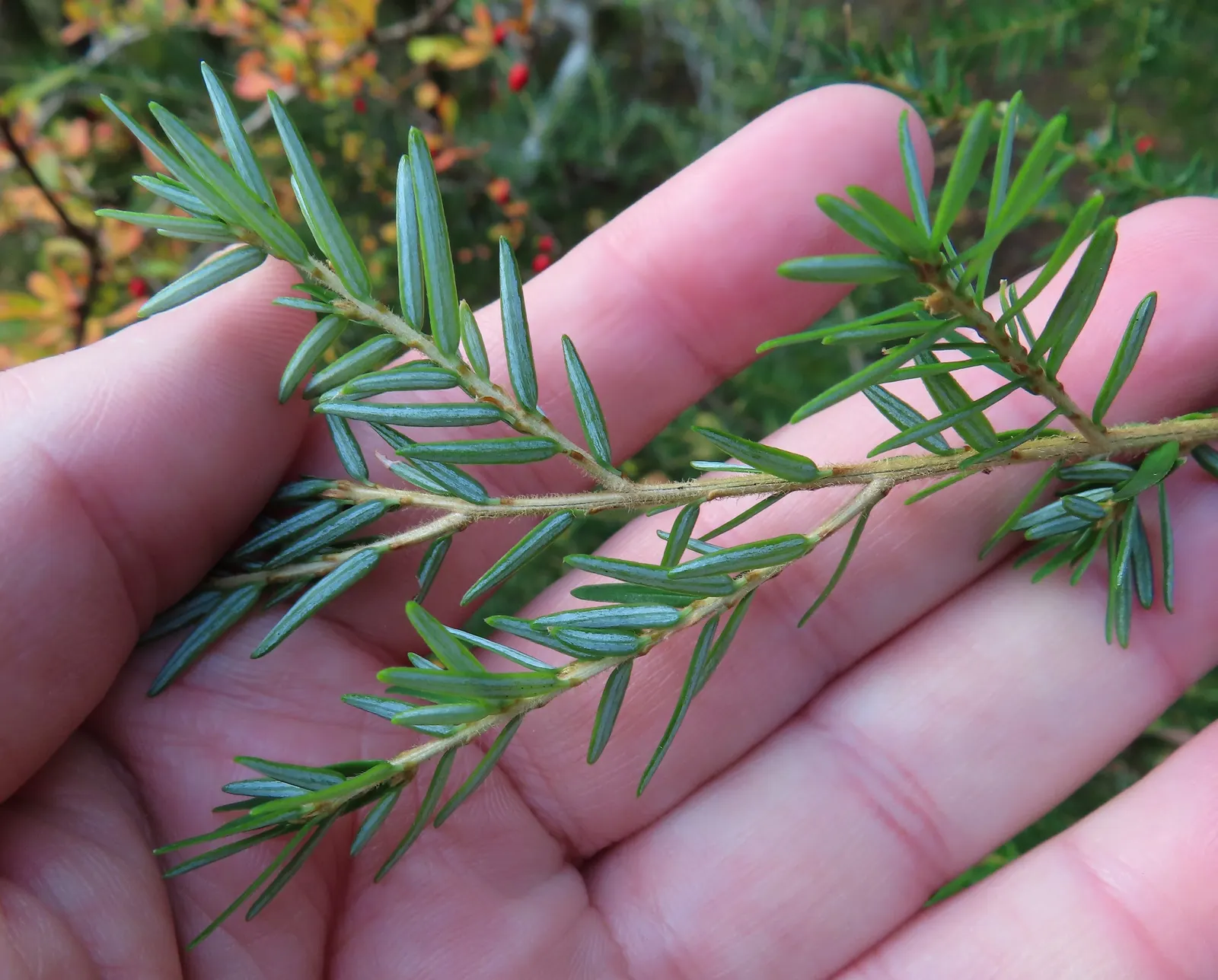 Western Hemlock (Tsuga Heterophylla) — While young trees exhibit a narrow pyramidal shape