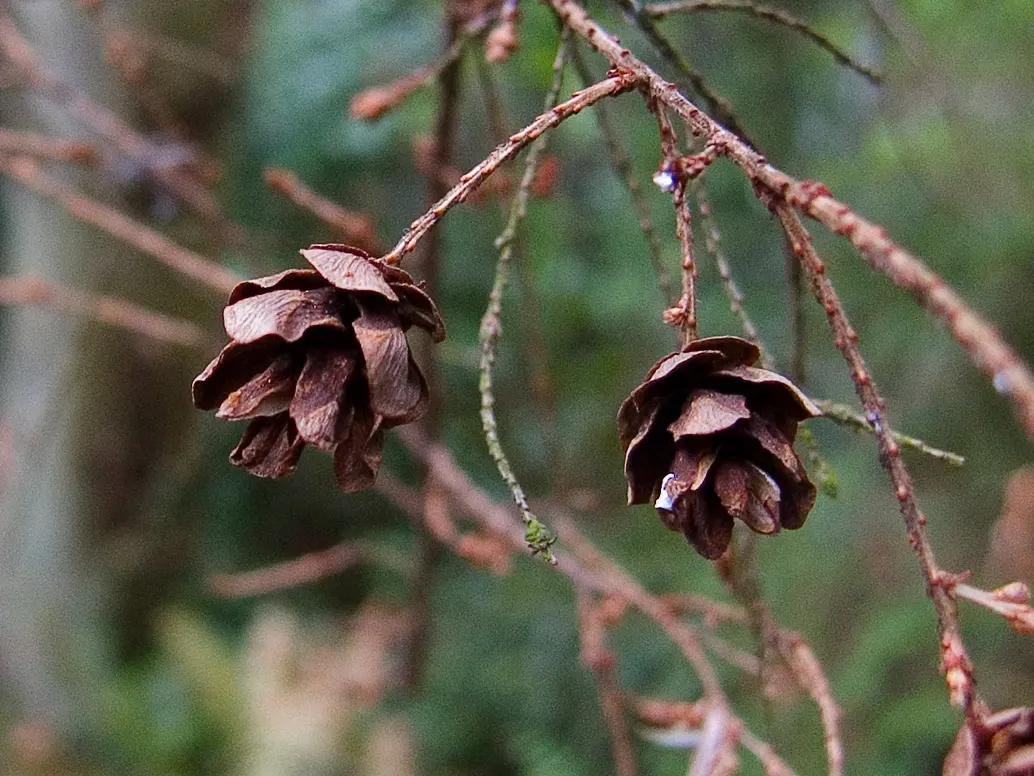 Western Hemlock (Tsuga Heterophylla) — Tsuga heterophylla is also a vital contributor to the ecosystem
