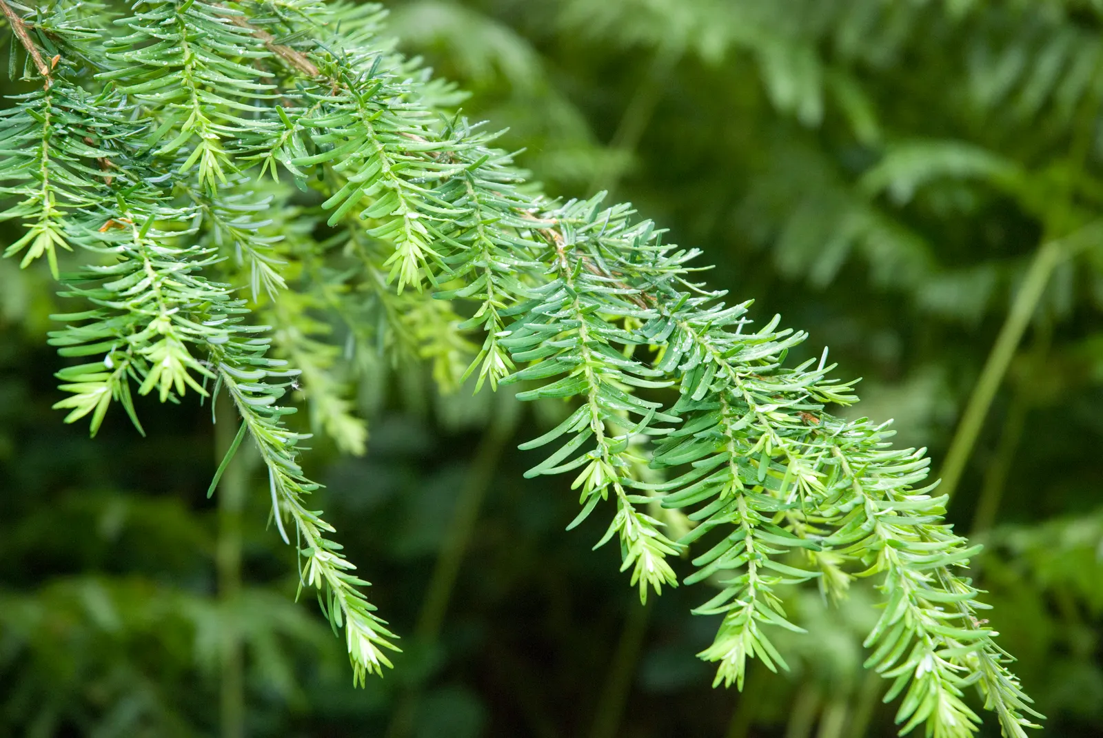 Western Hemlock (Tsuga Heterophylla) — humid climates with summer mists